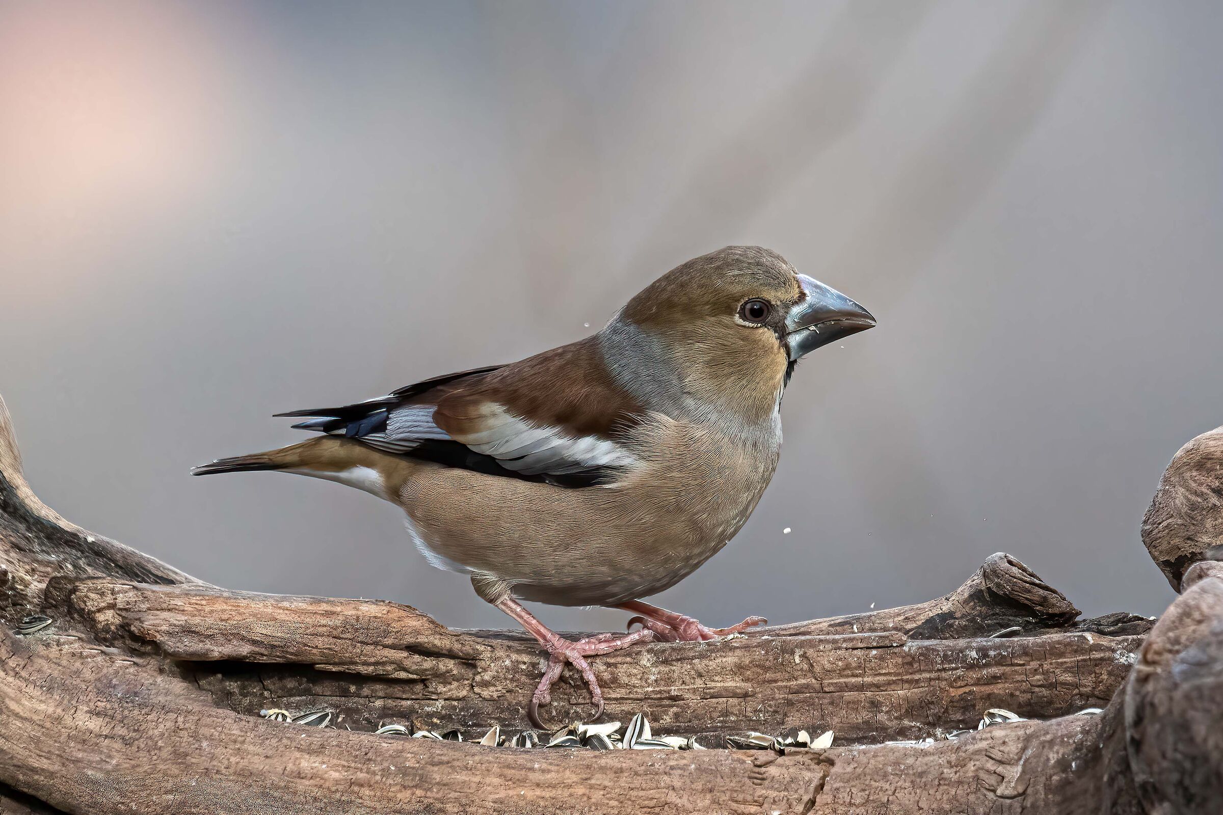 Hawfinch