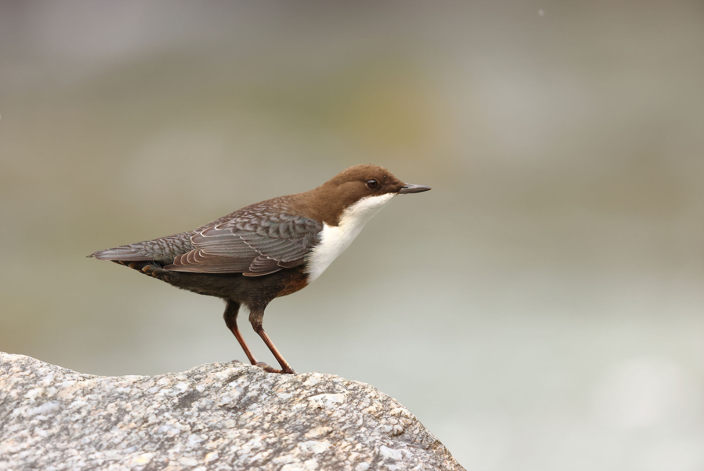 white-throated dipper