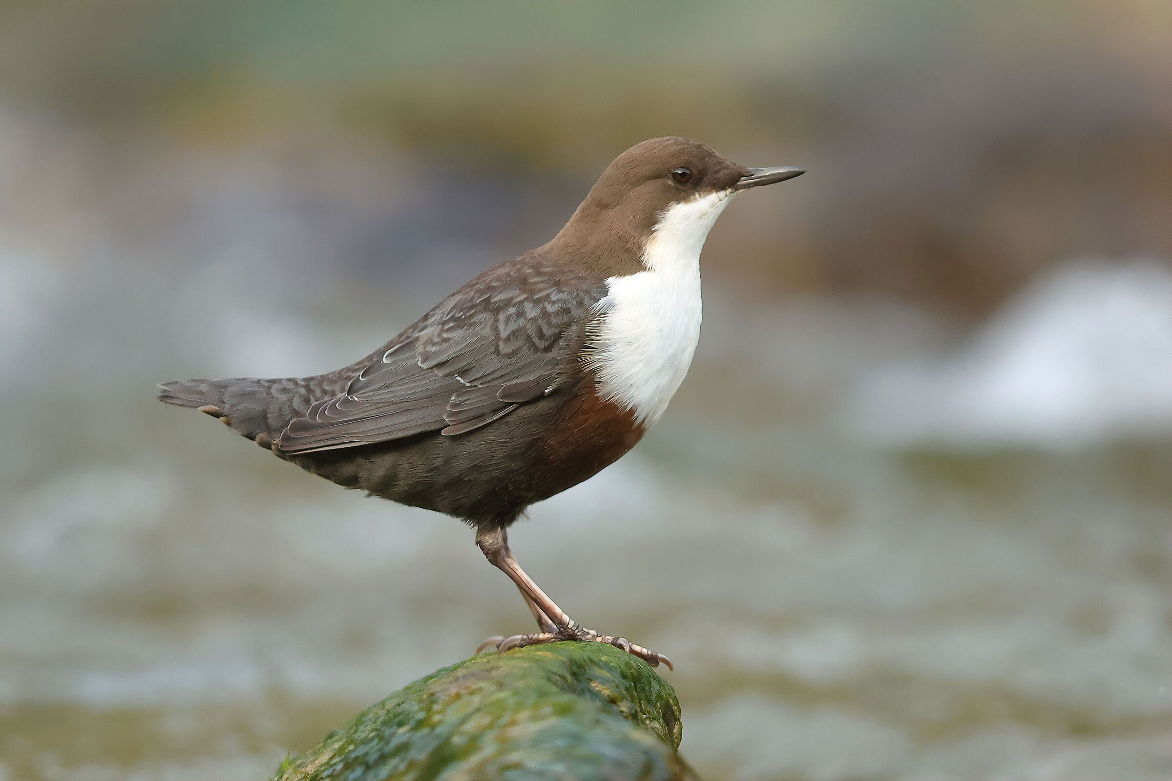 white-throated dipper
