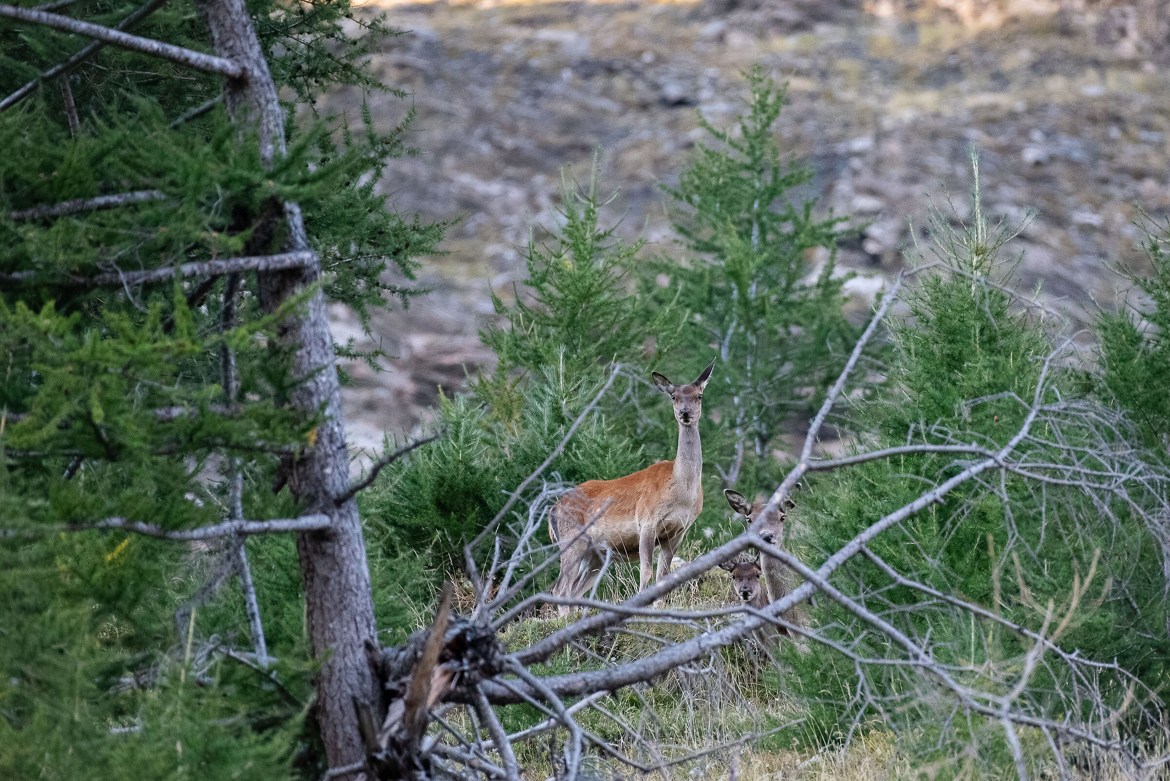 female deer