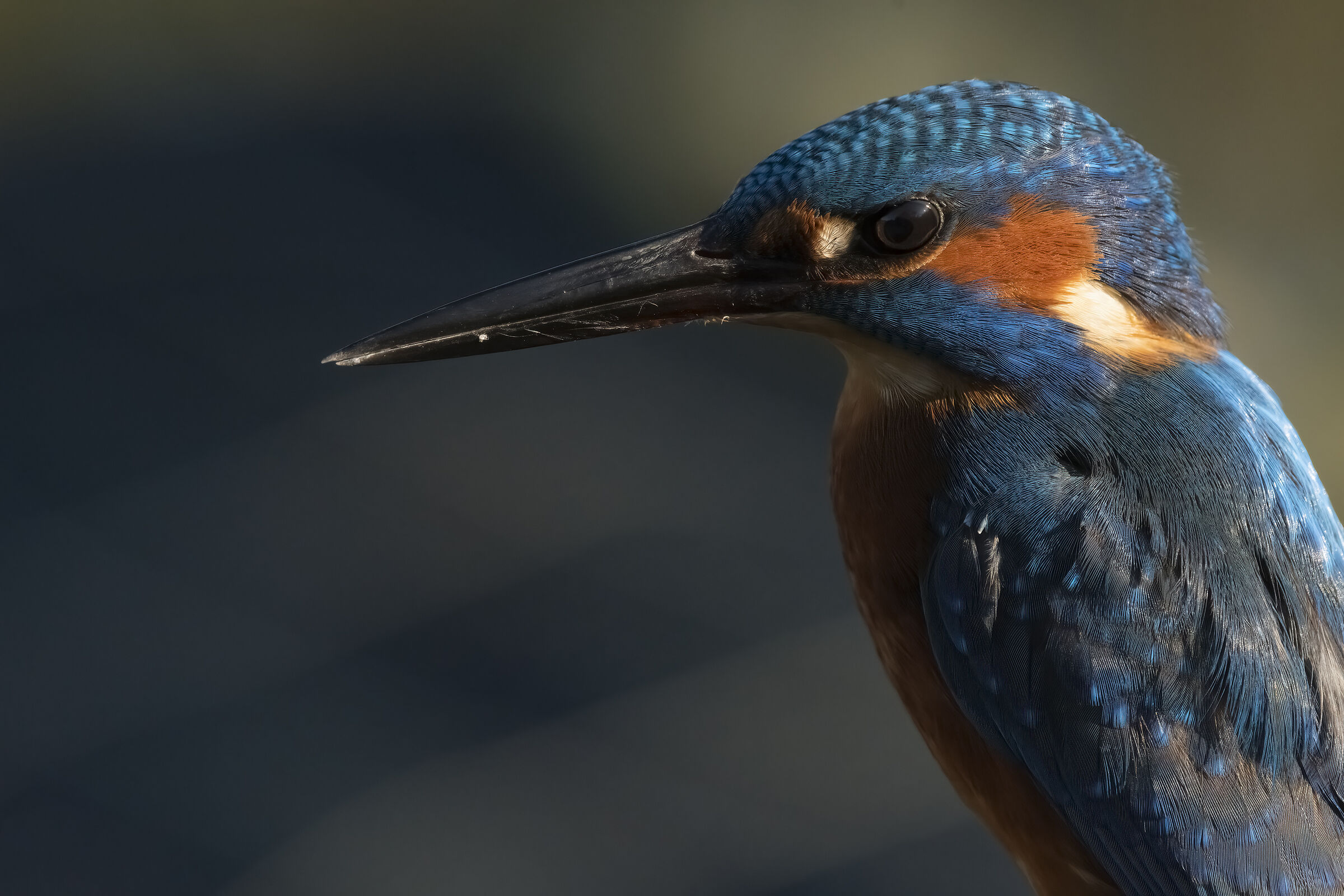 Kingfisher