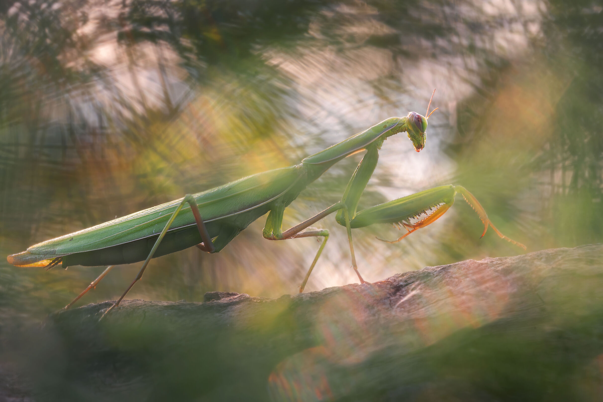 Mantis
