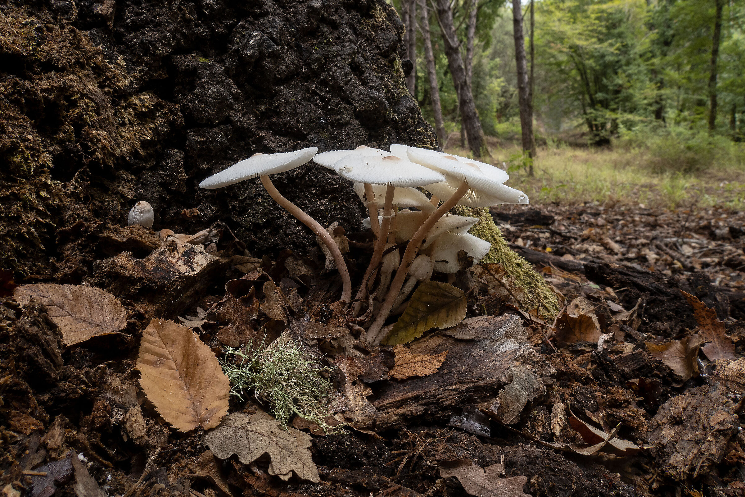 Leucocoprinus cepistipes