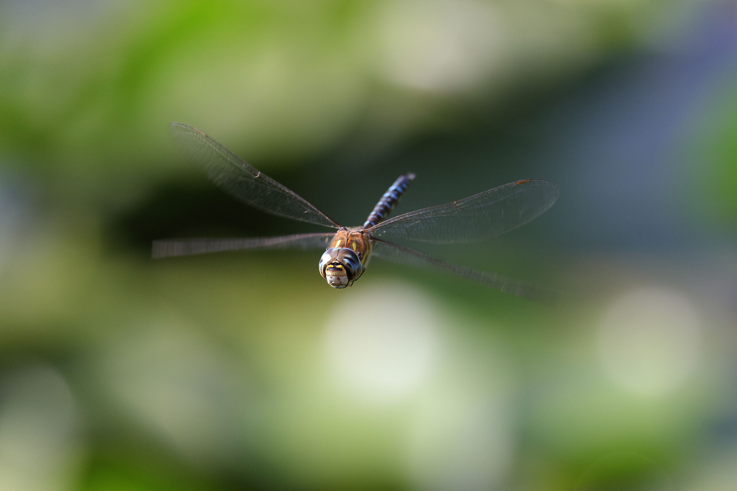 Dragonfly