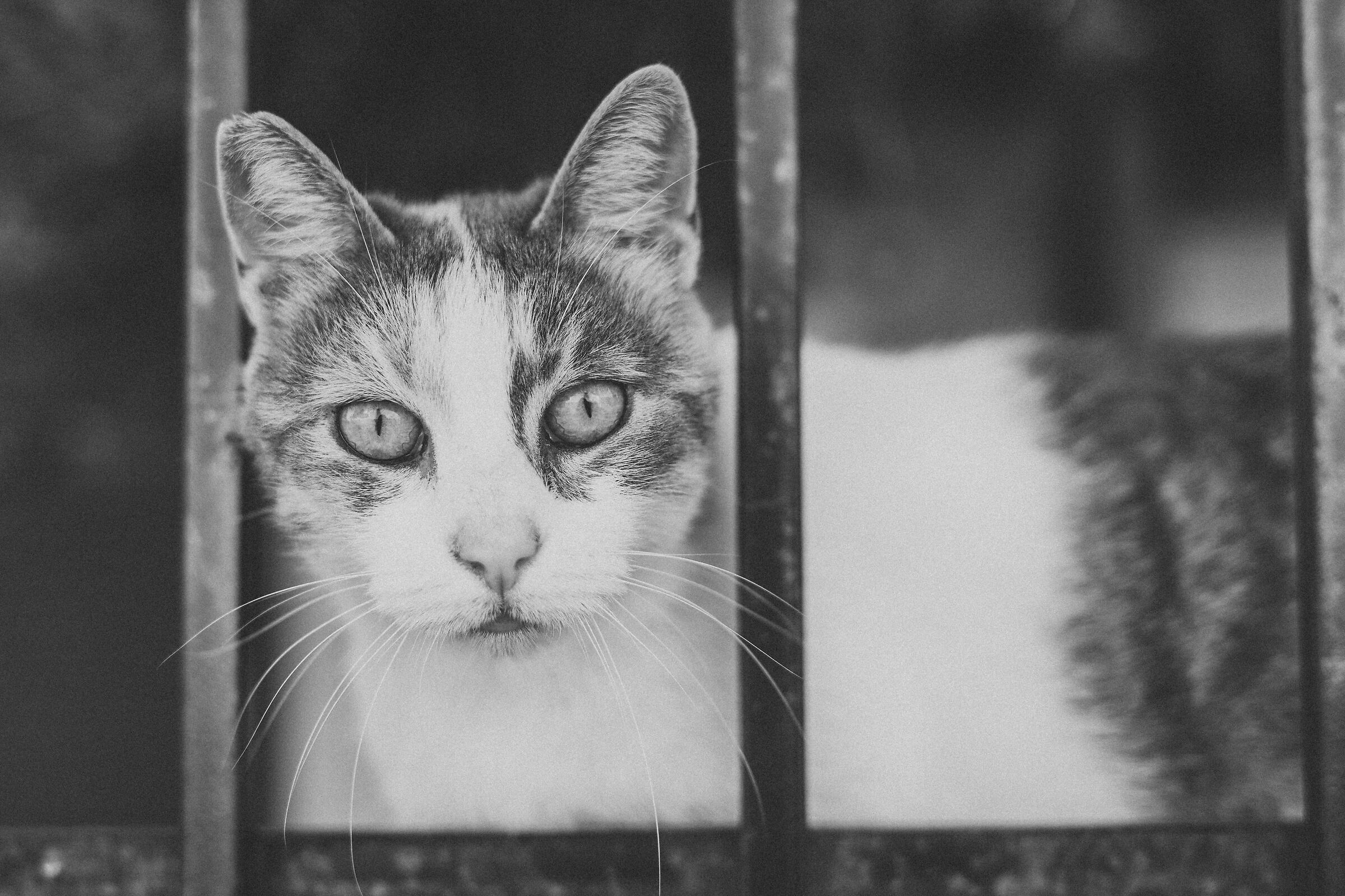Miao