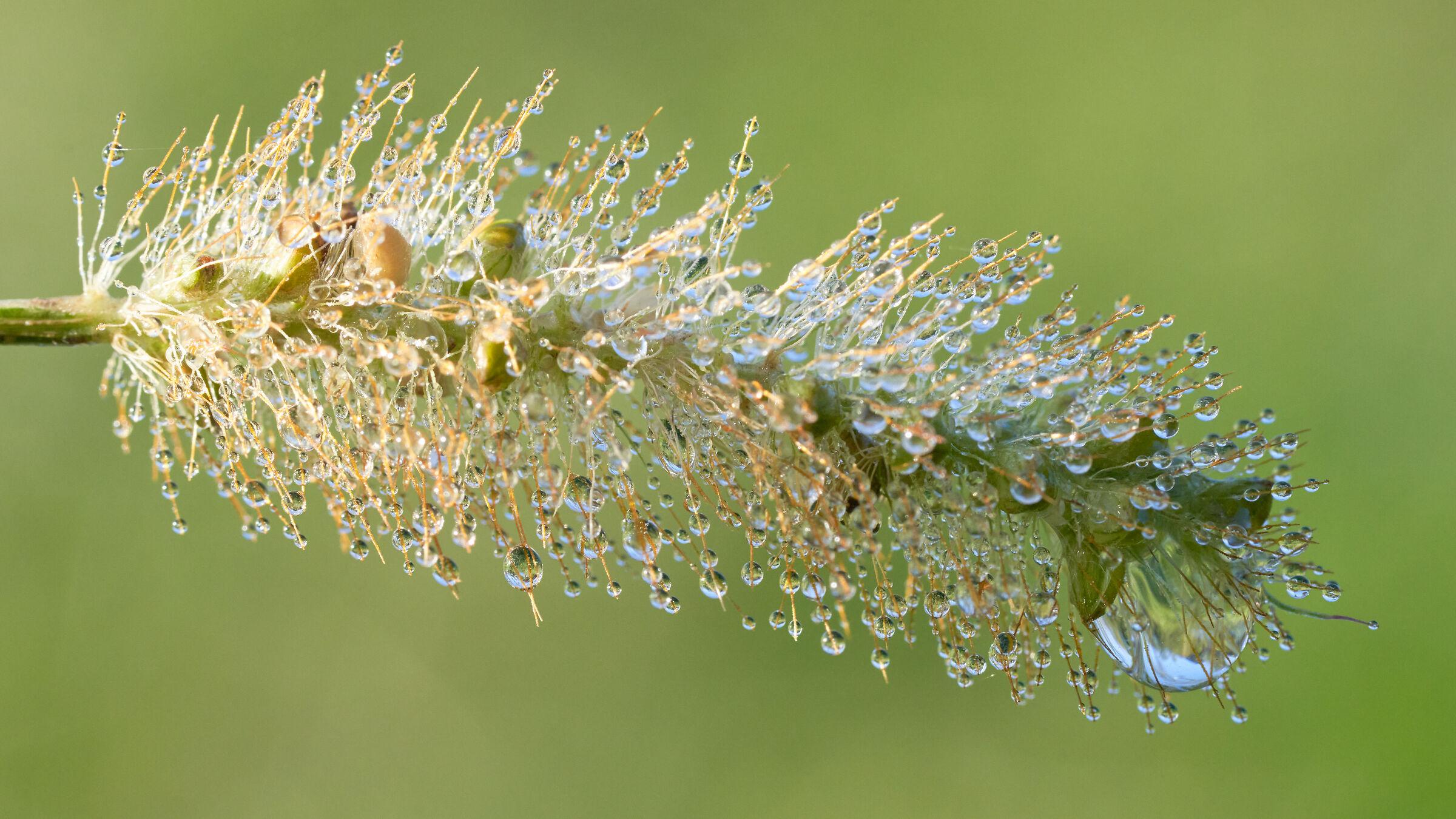 rugiada nel giardino