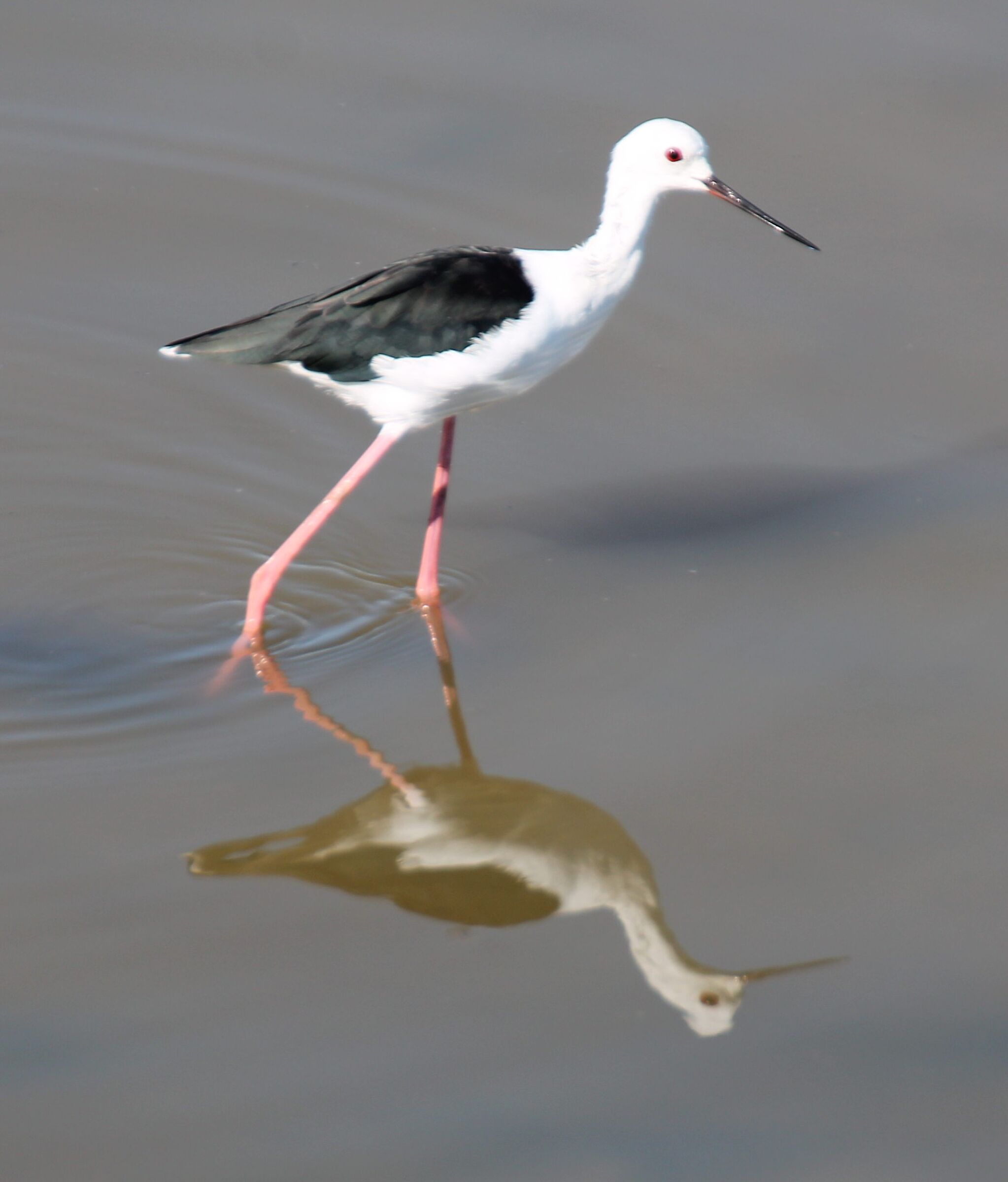 Cavaliere D'Italia in passerella