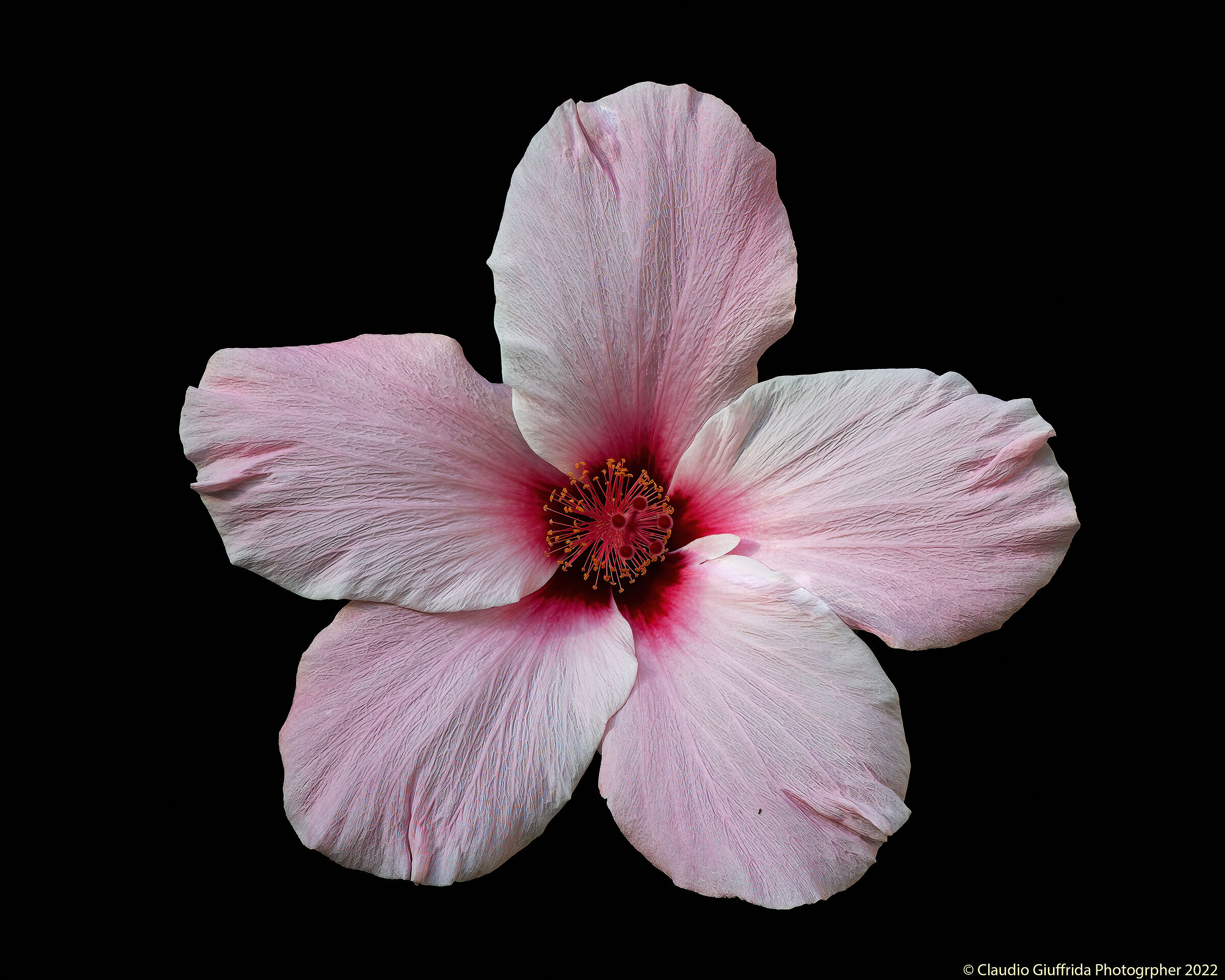 Hibiscus