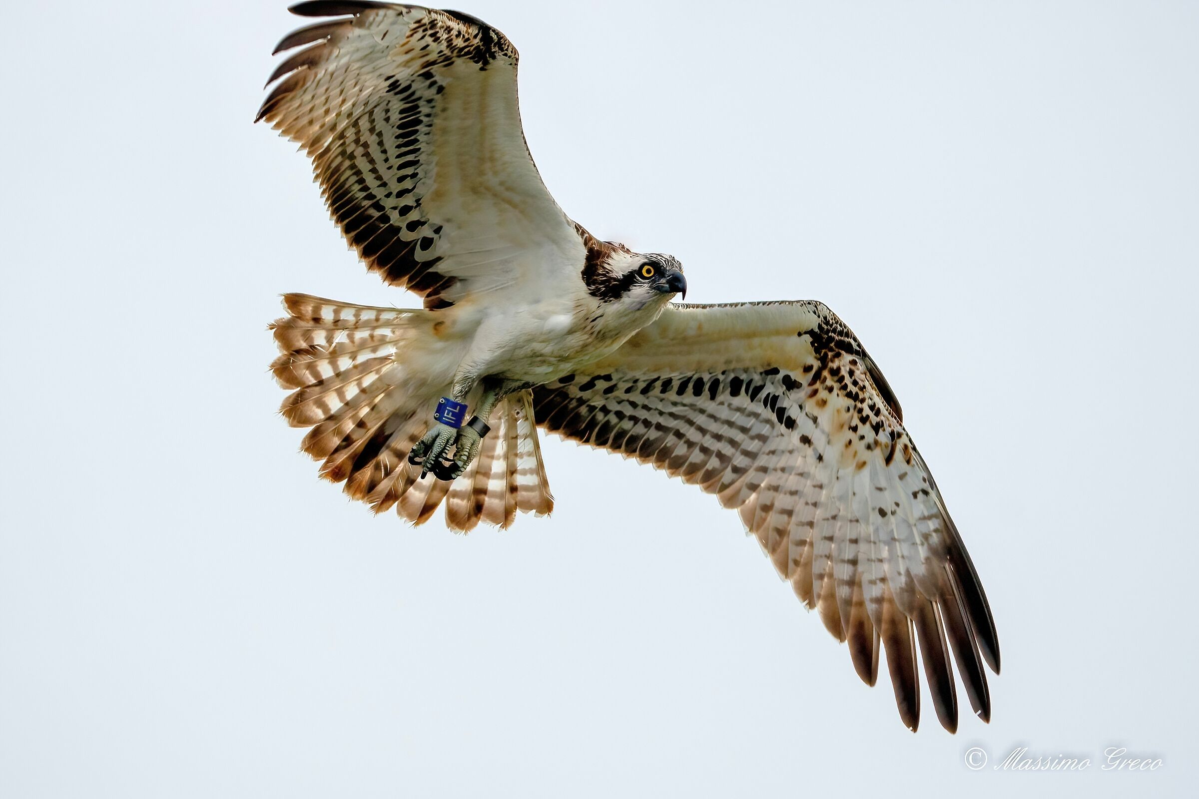 Osprey (Pandion haliaetus)