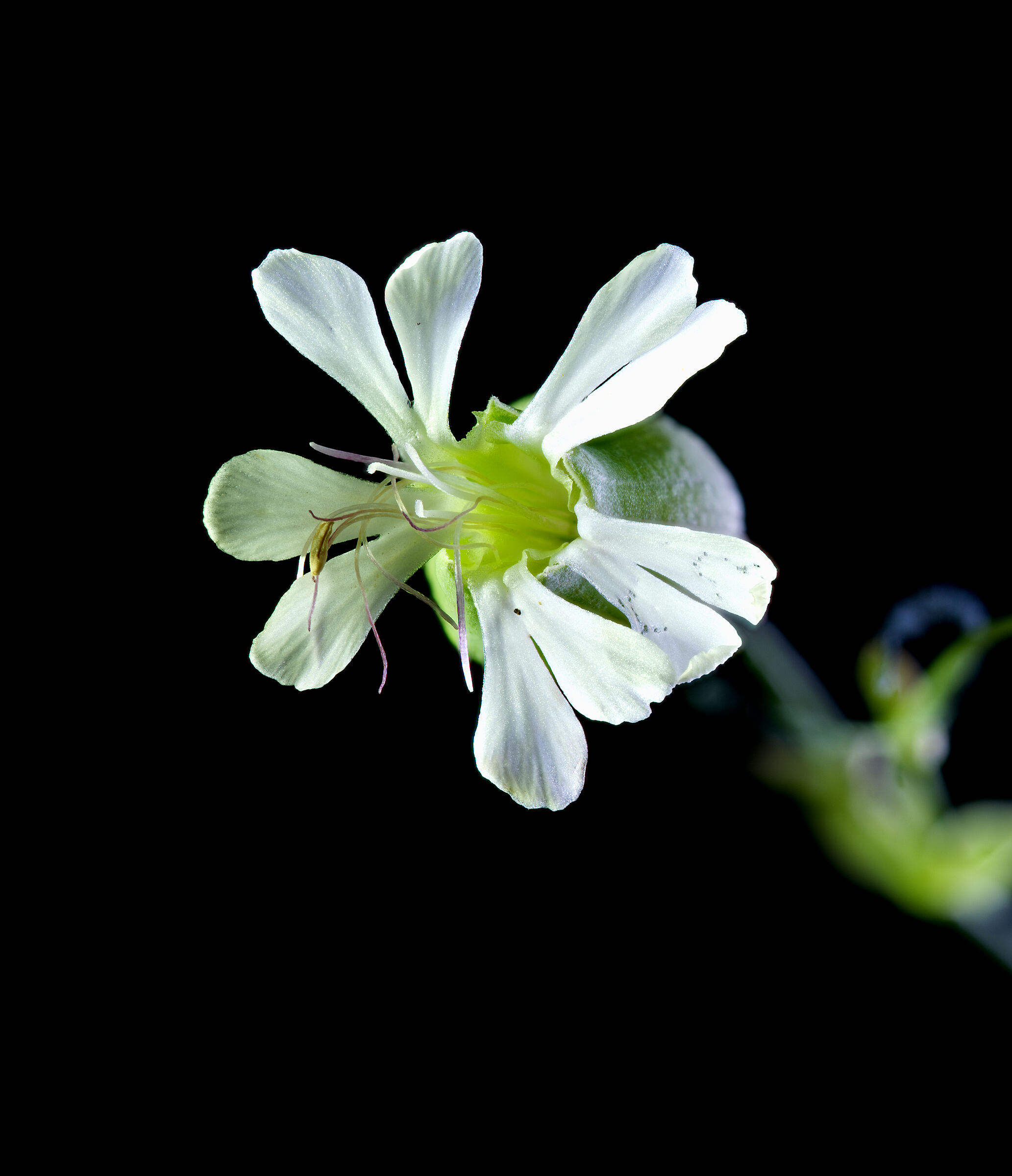 Silene rigonfia...