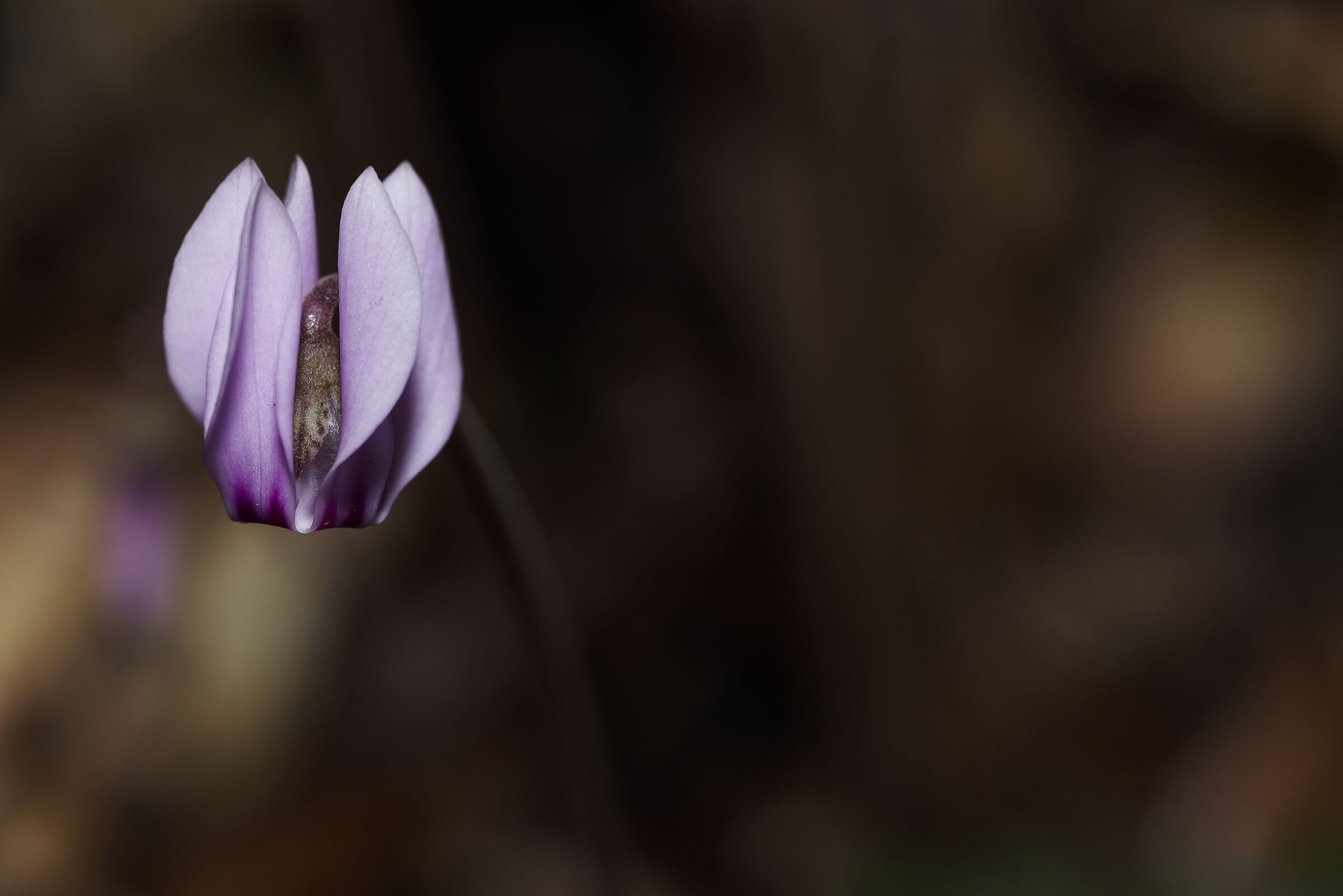 Spunta dal Sottobosco!
