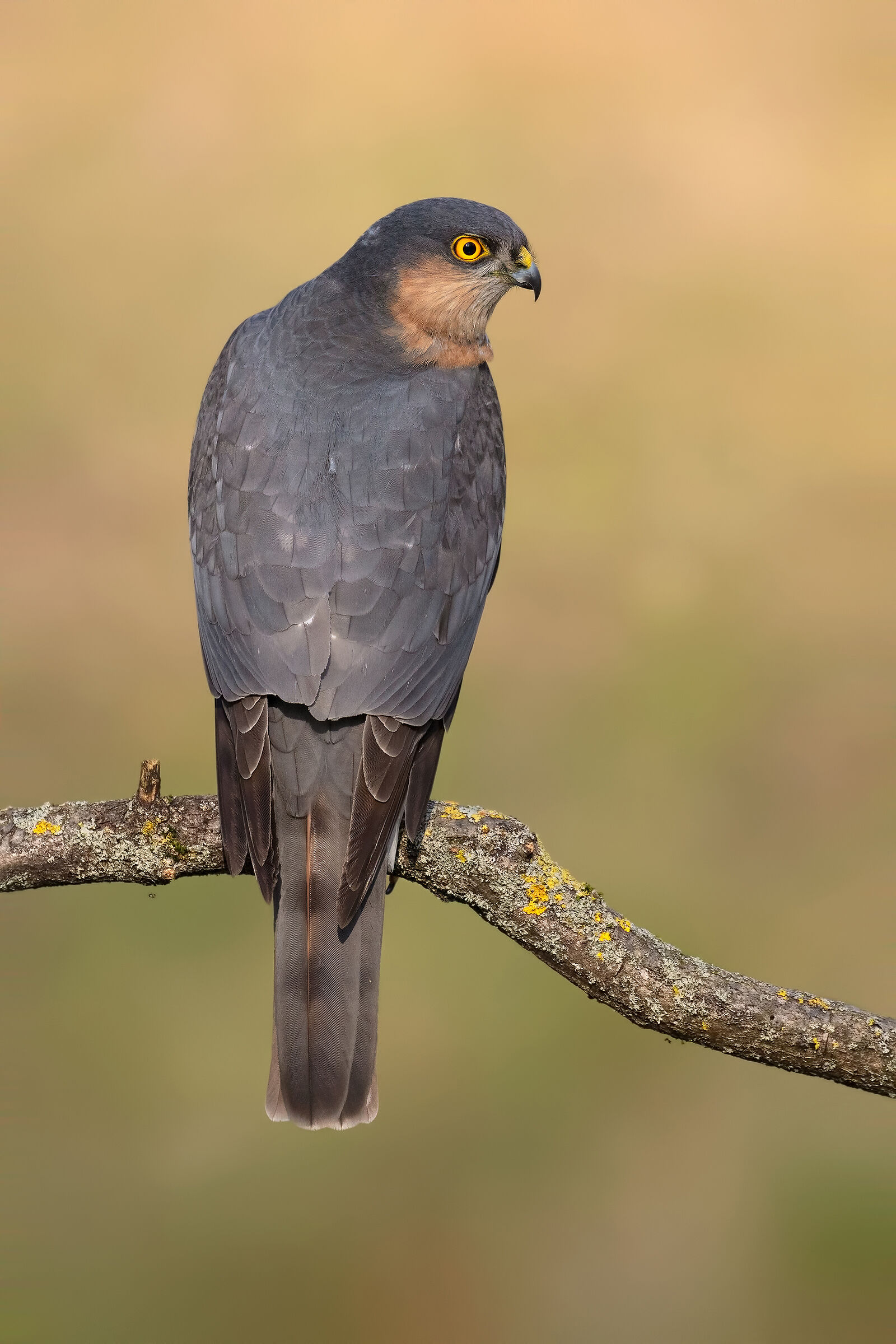SPARROWHAWK