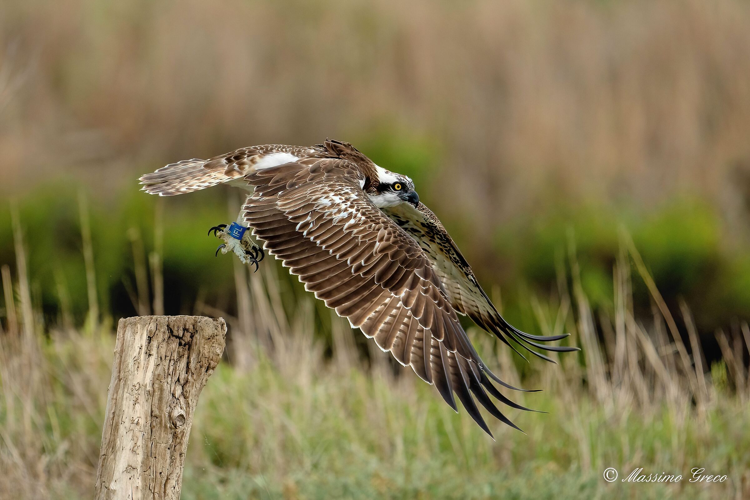 Osprey (Pandion haliaetus)