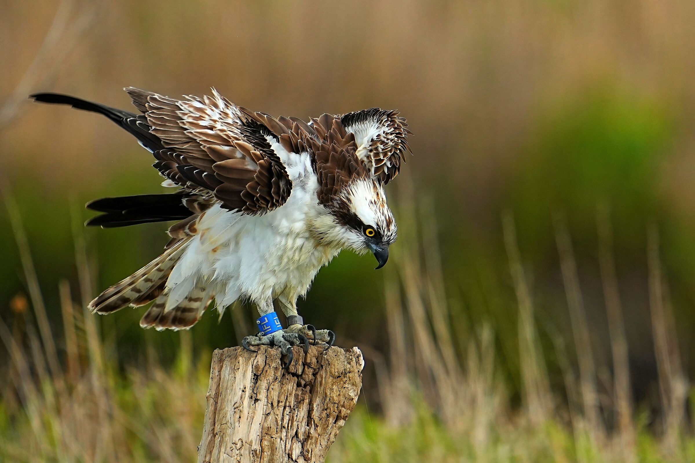 Falco pescatore (Pandion haliaetus)