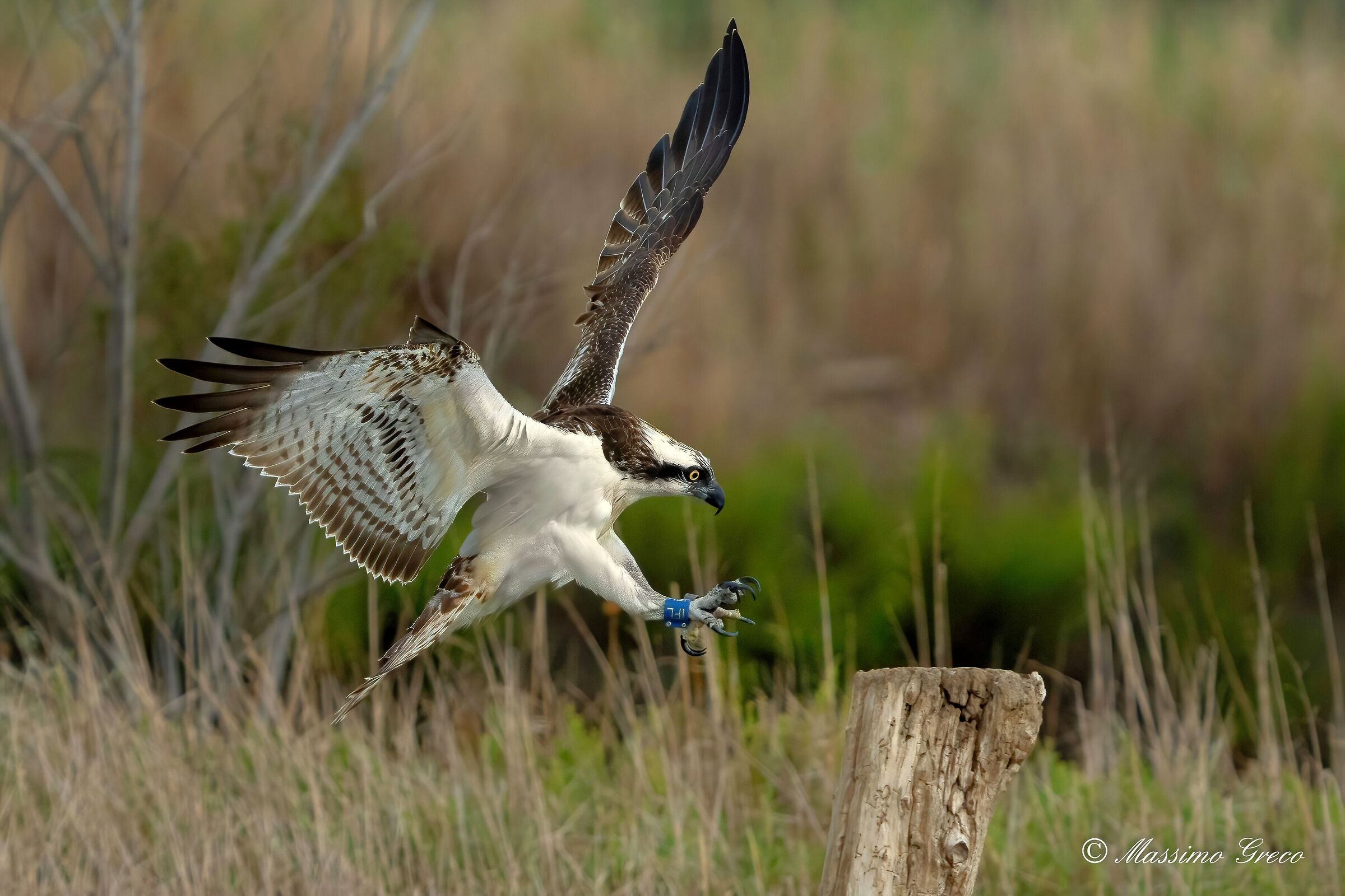 Falco pescatore (Pandion haliaetus)
