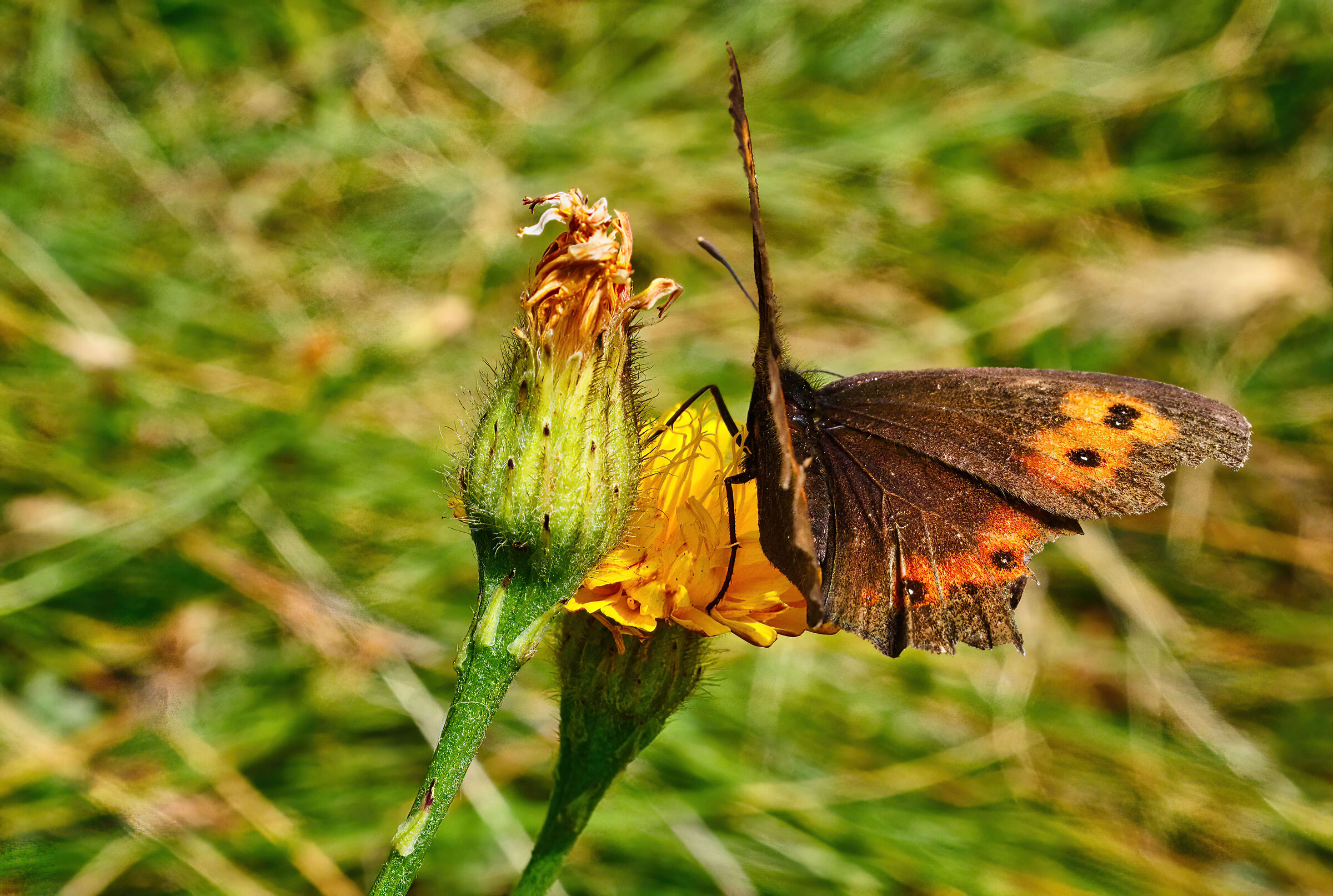 Macro