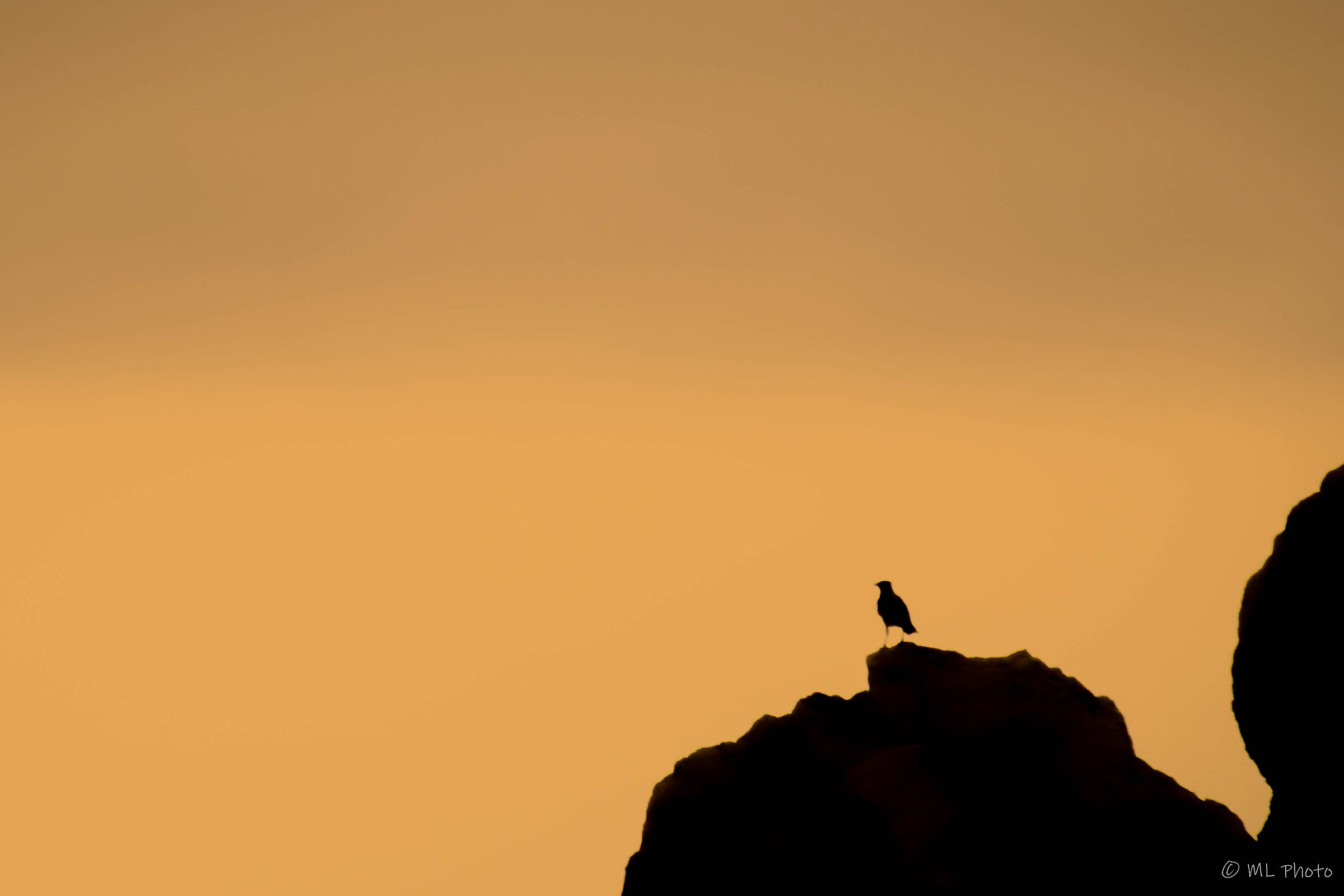 bird waiting for sunrise