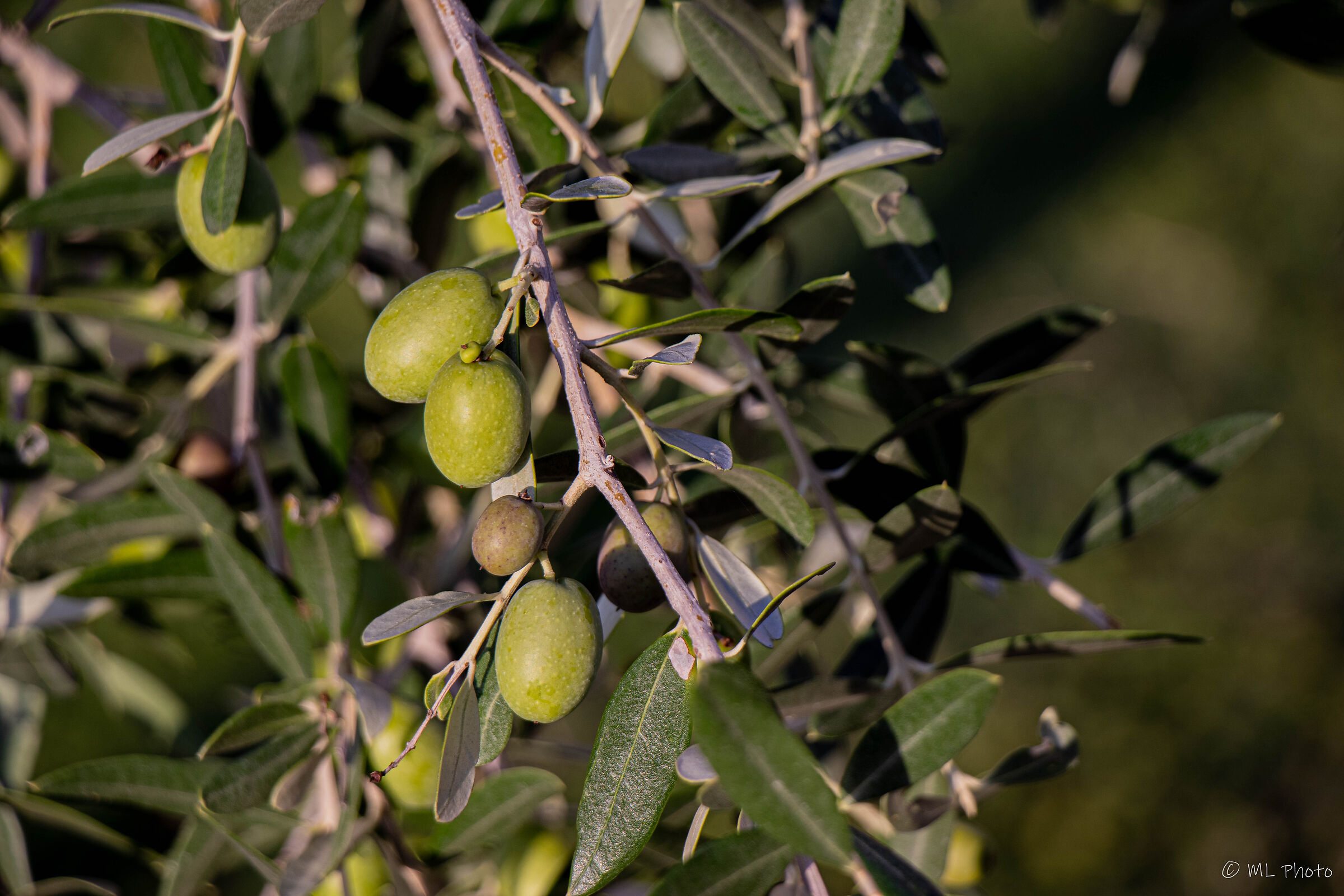 olives