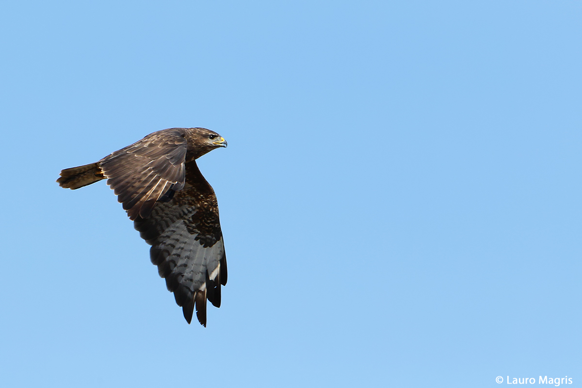 The elegant flight of the buzzard