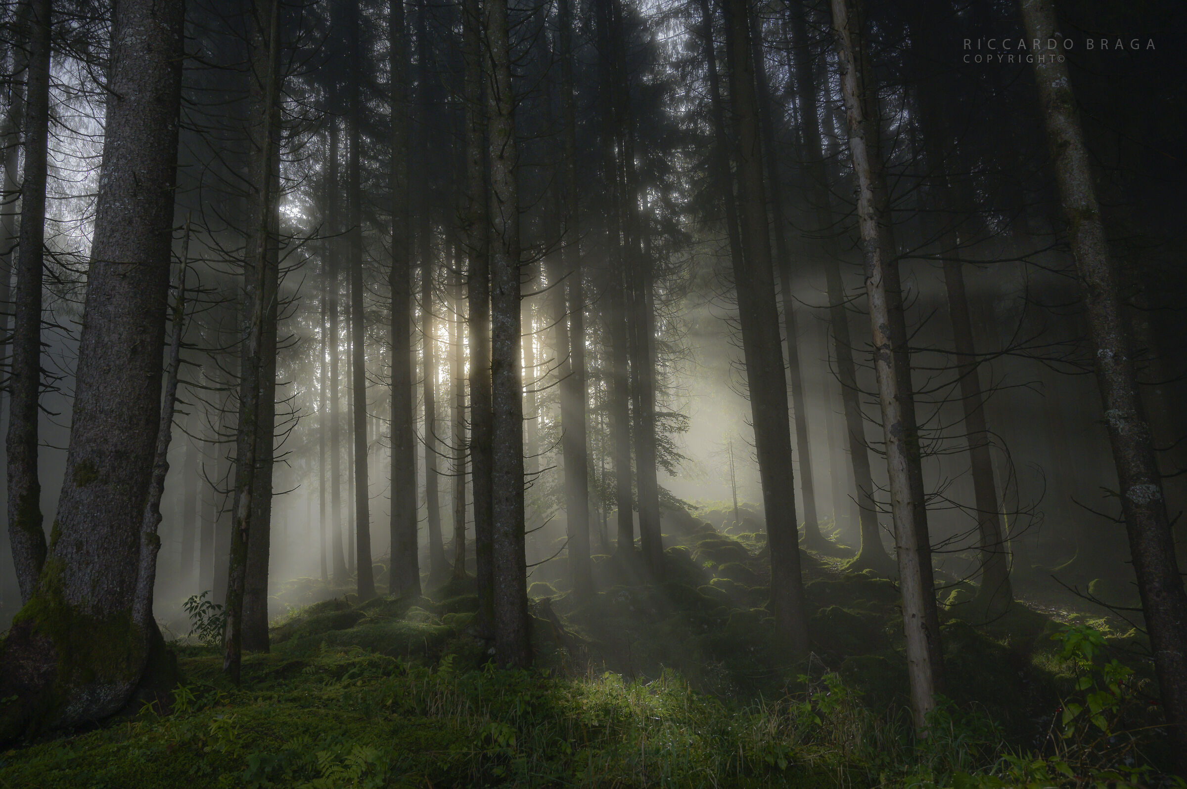 I primi raggi si fanno spazio tra gli abeti.