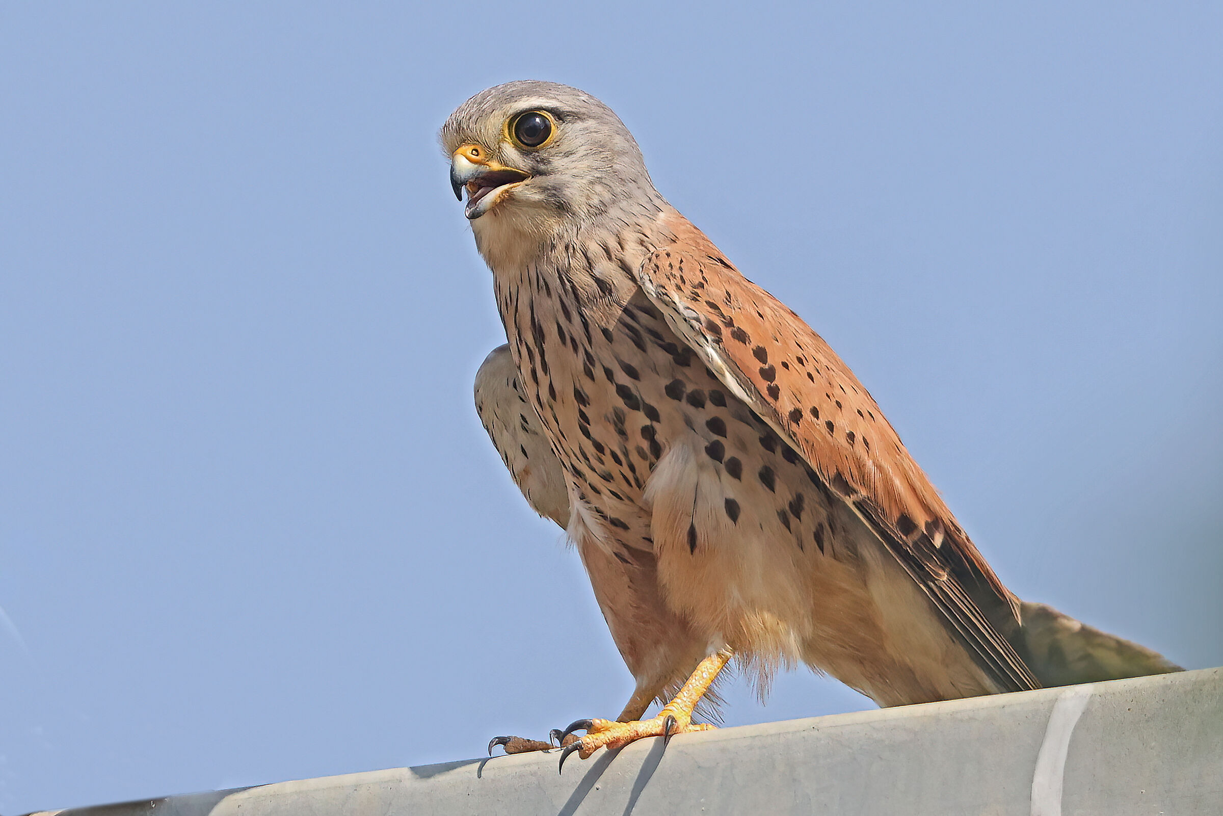 Kestrel falcon