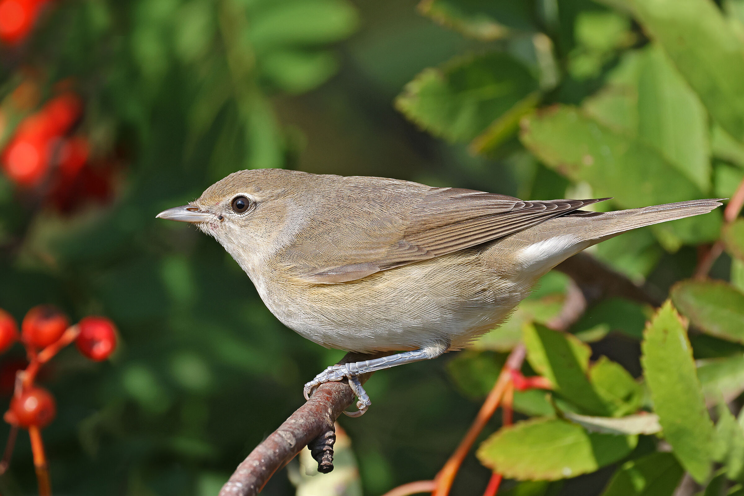 Garden warbler