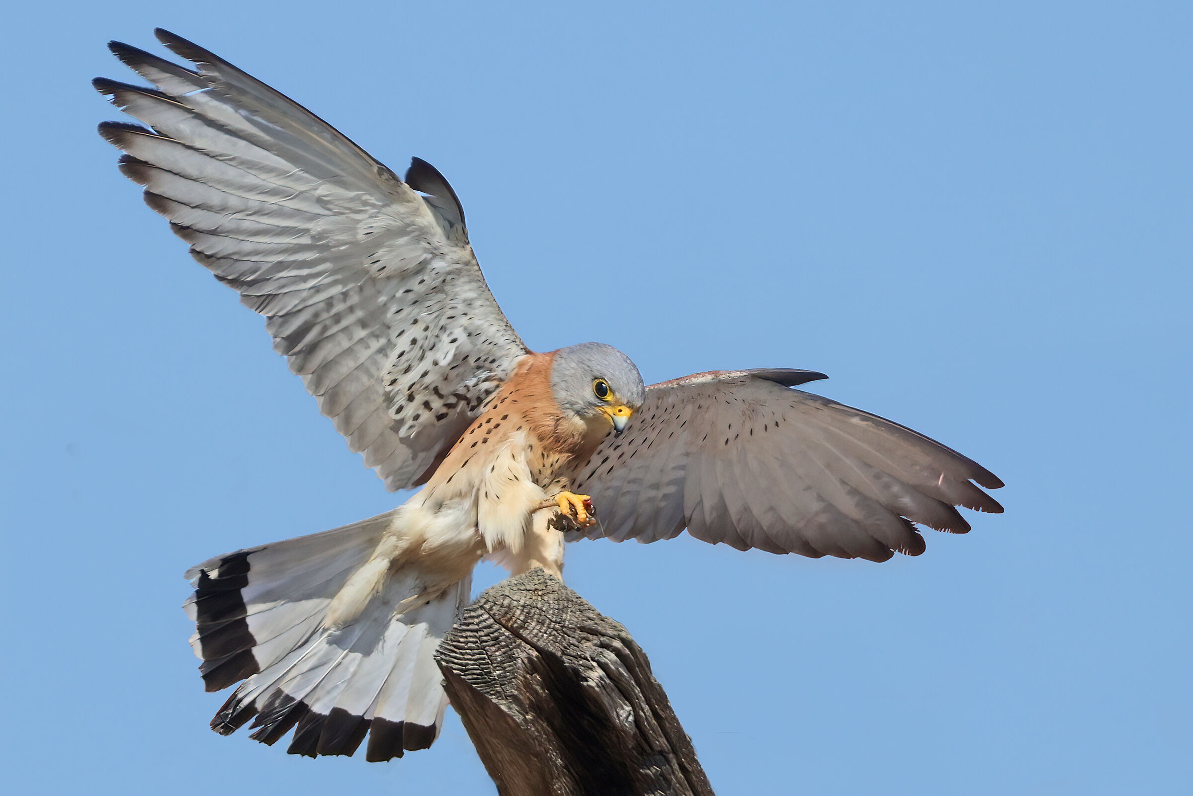 Kestrel falcon