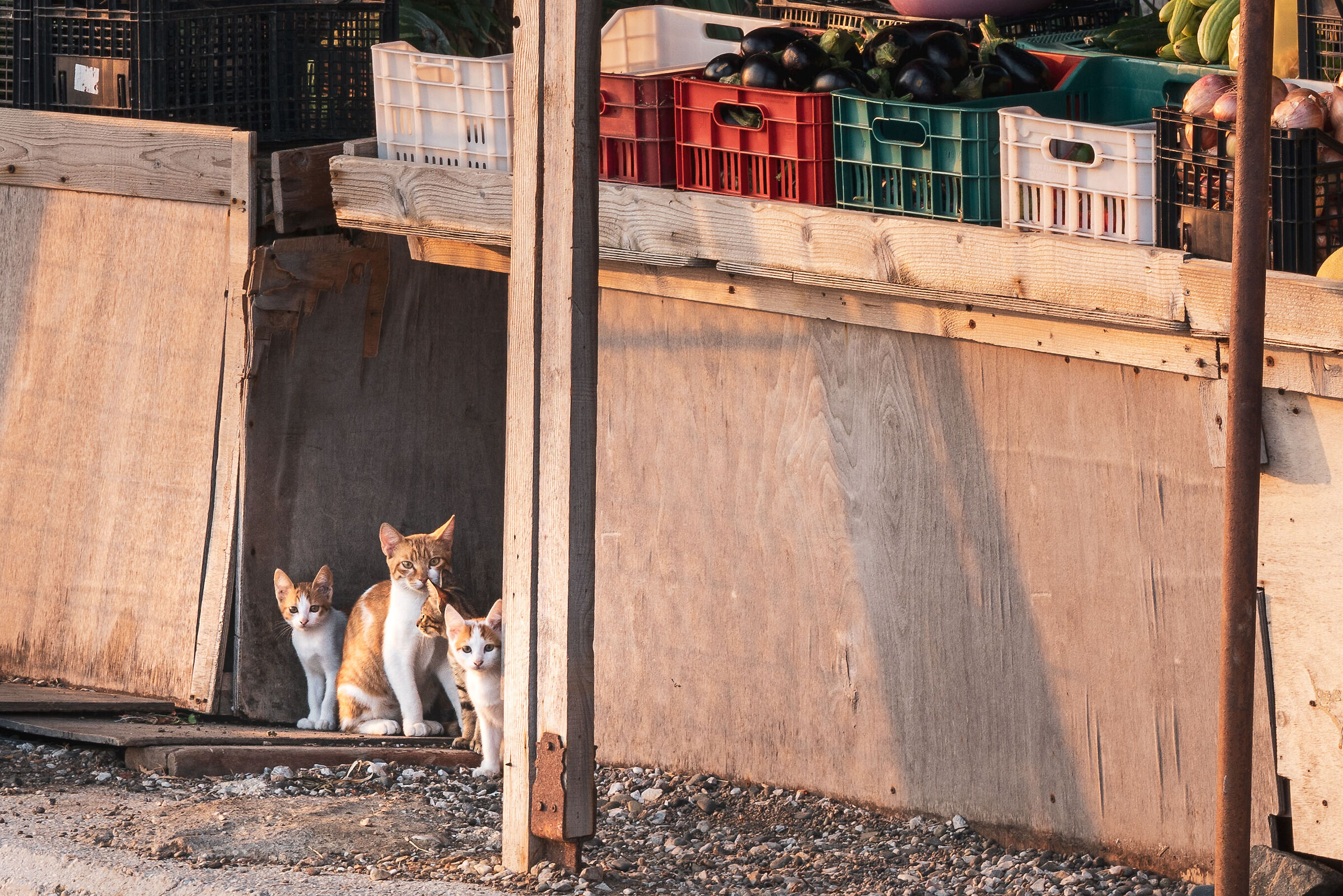 Little Guests near the beach of Eftalou, Molyvos.