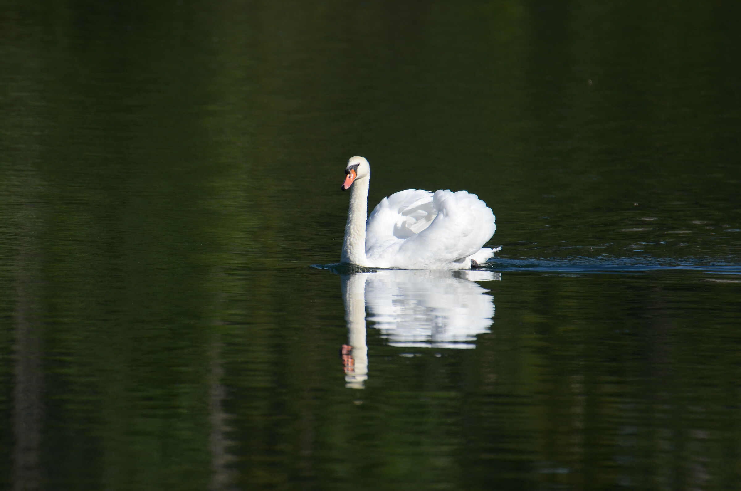 swan