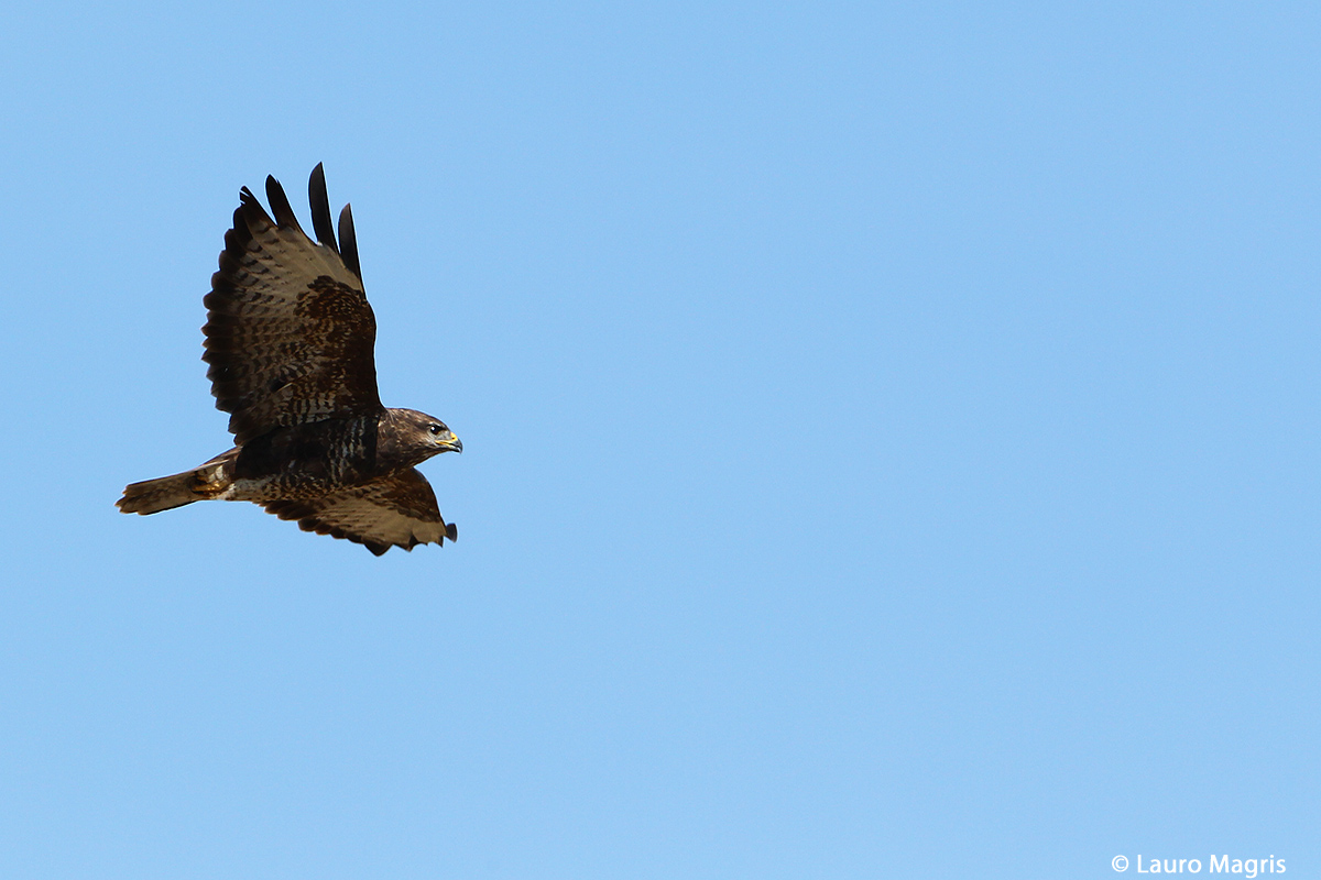 The elegant flight of Buteo buteo