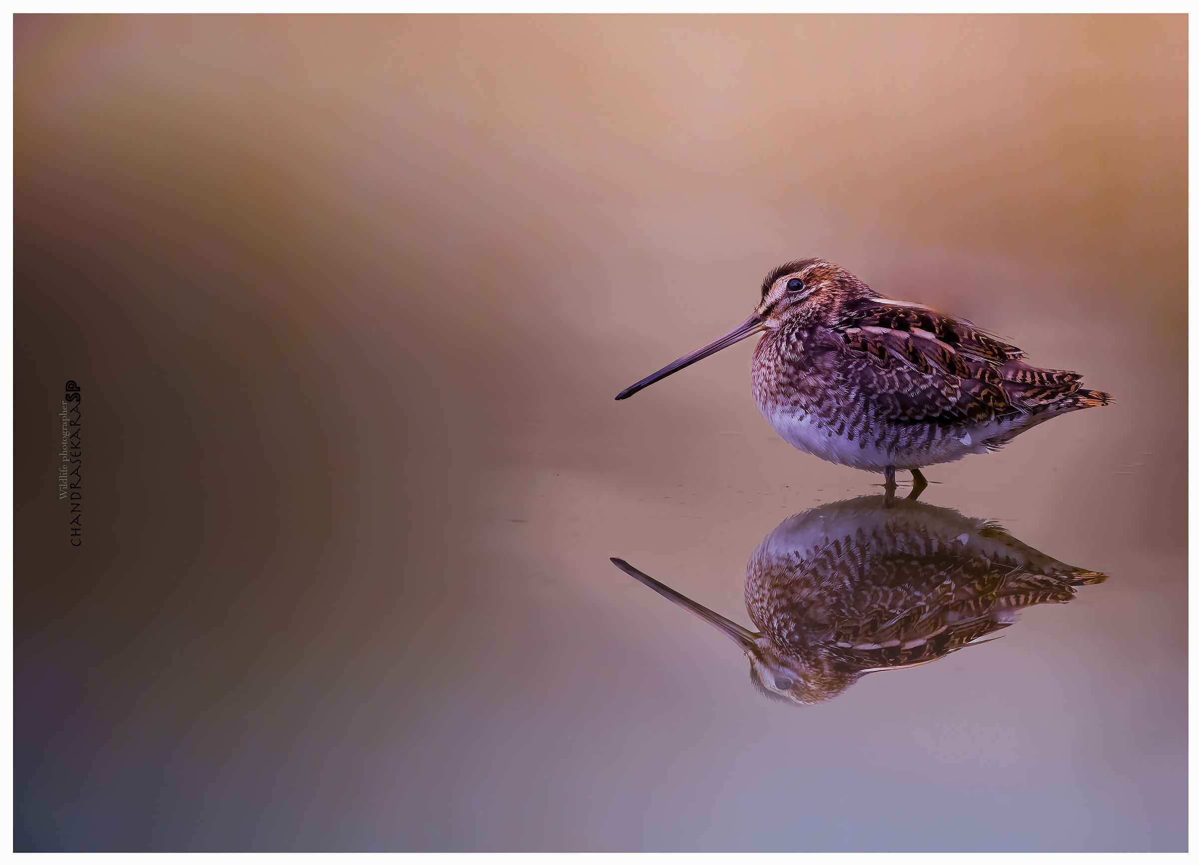 snipe