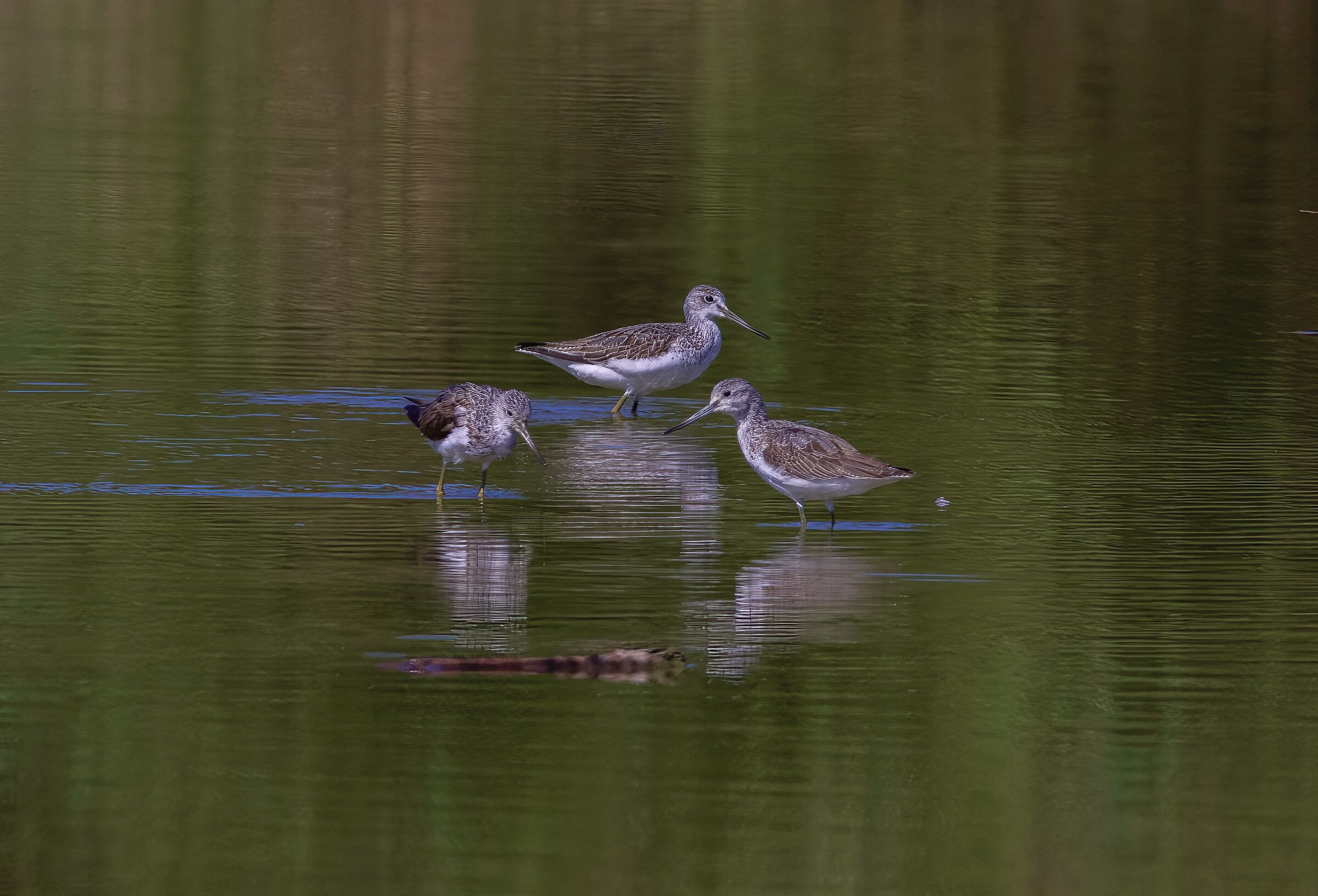 Greenshank