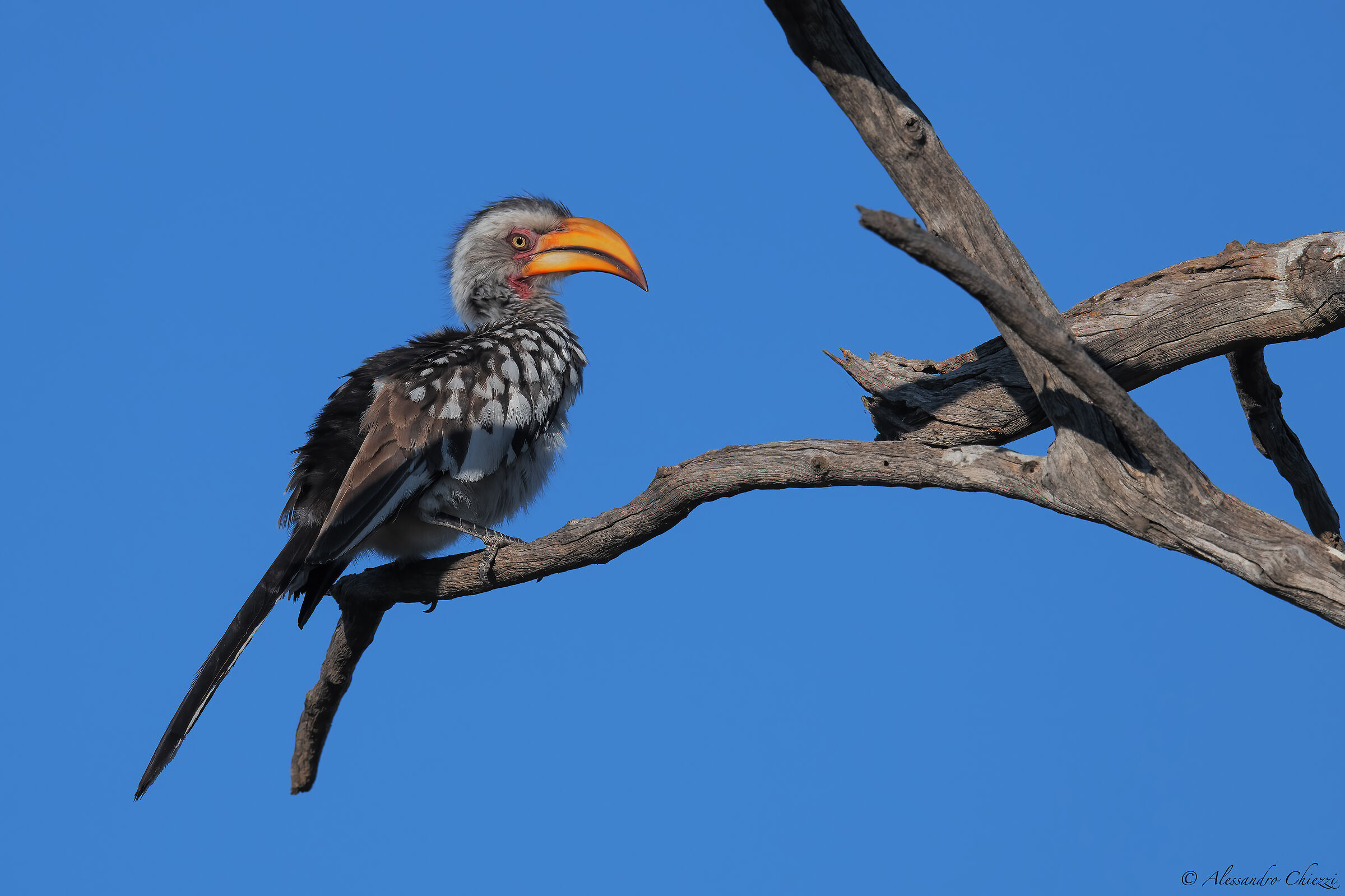 Southern yellow-billed hornbill