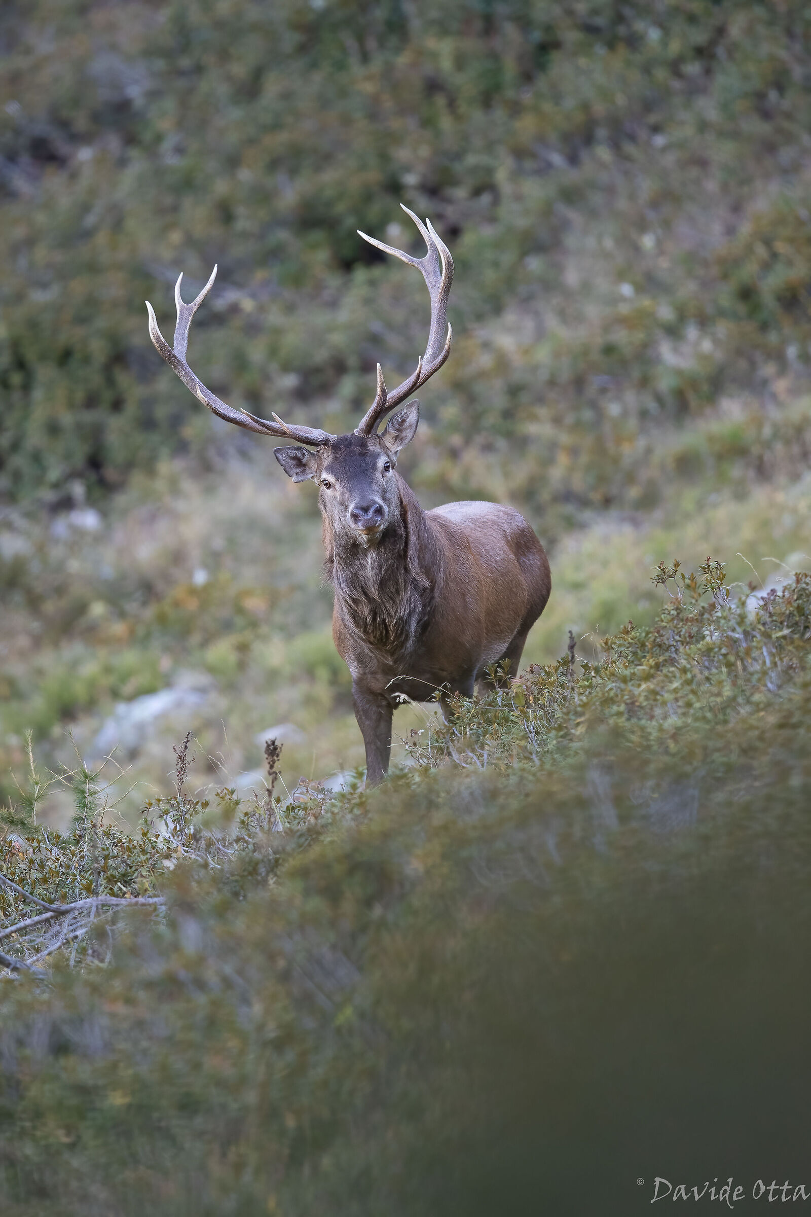 Advancing suspiciously