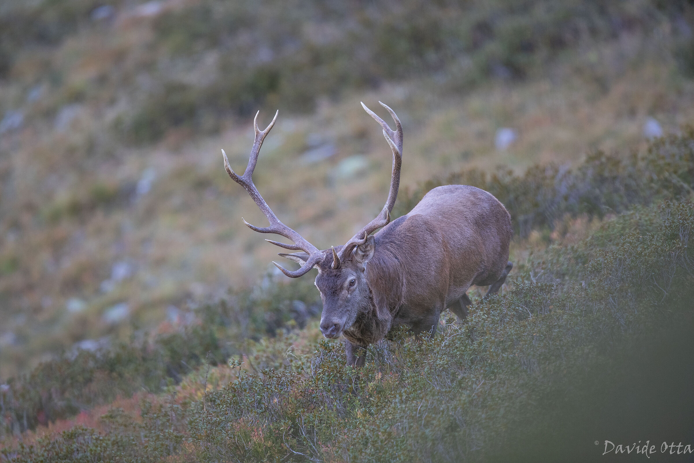 Advancing among rhododendrons