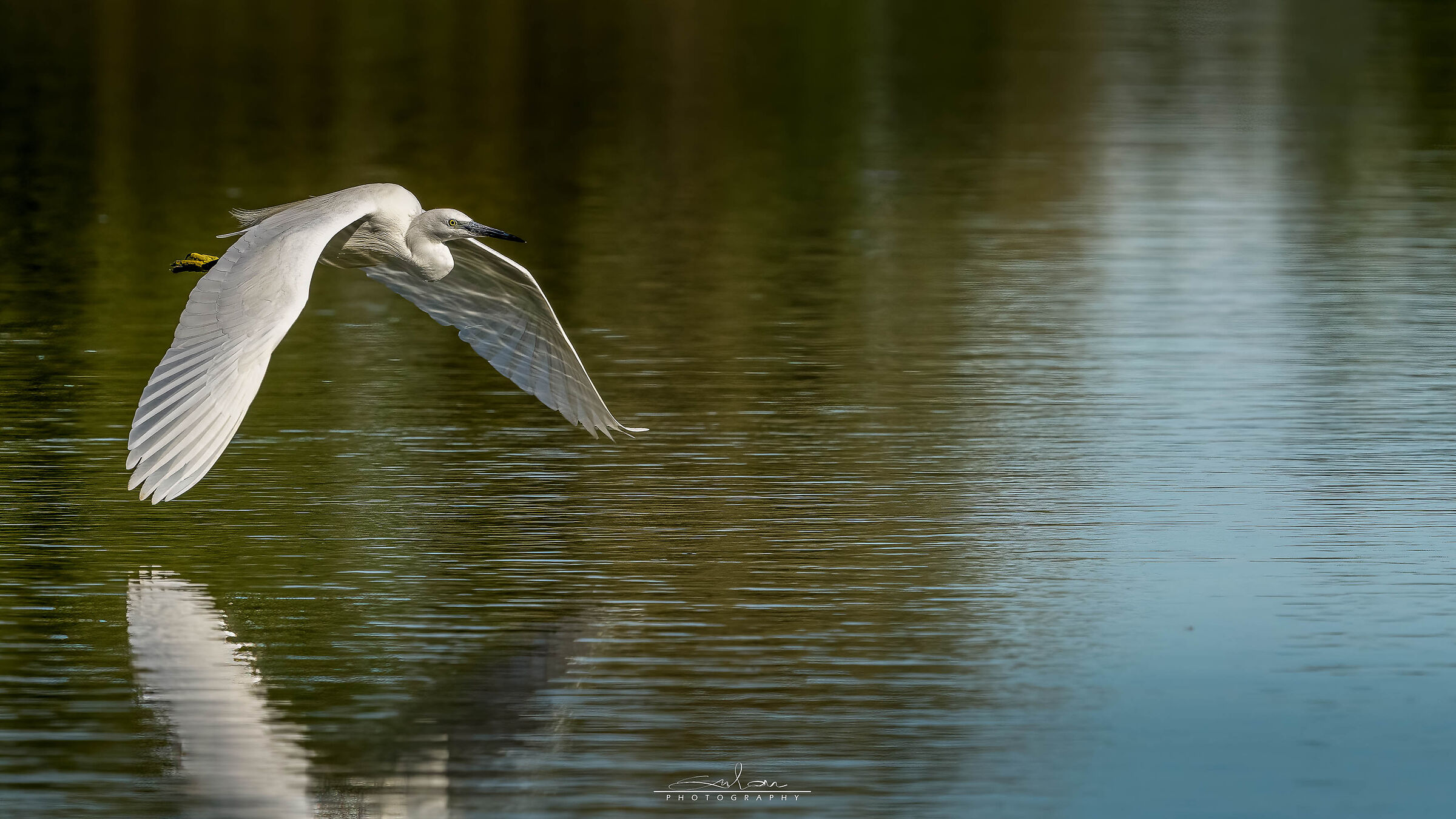 egretta egret