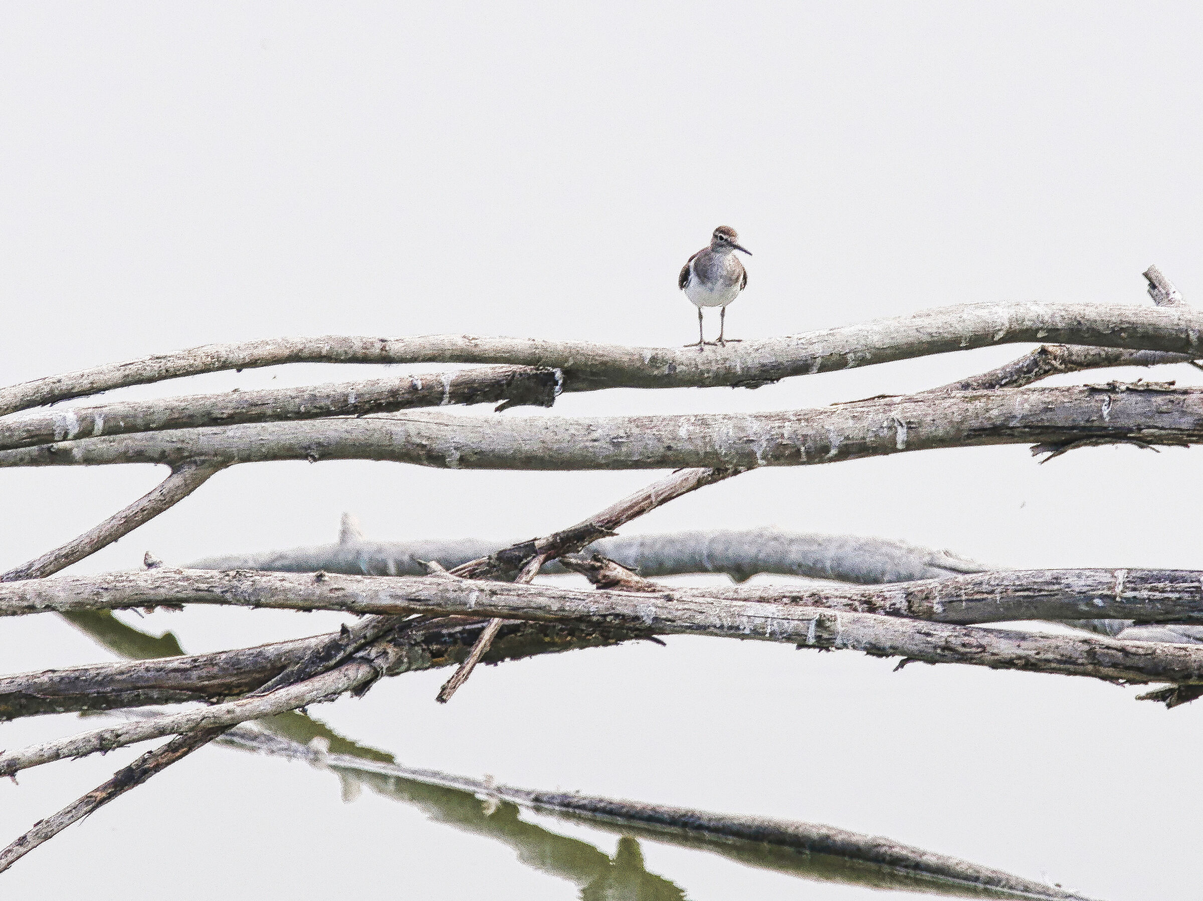 Il PPP (Piro piro piccolo)