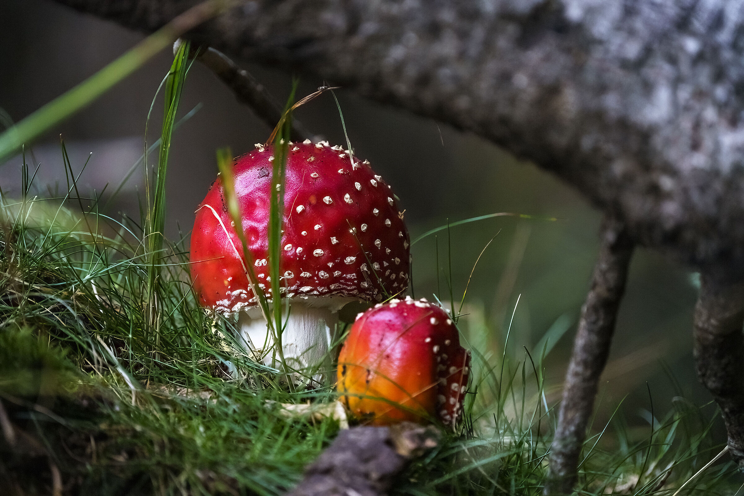 Mushrooms - duet