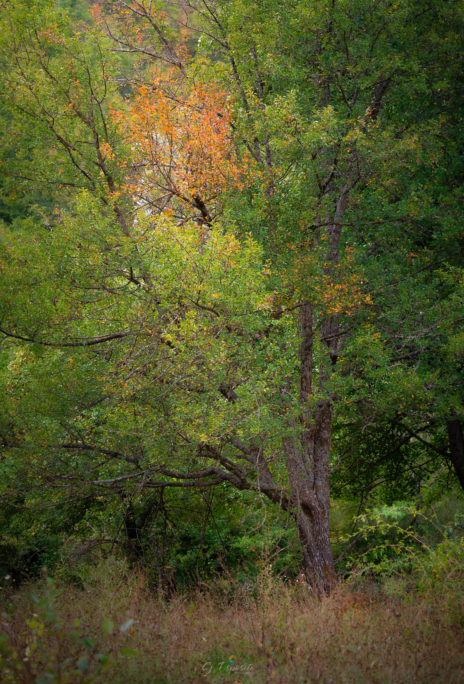 Starting autumn