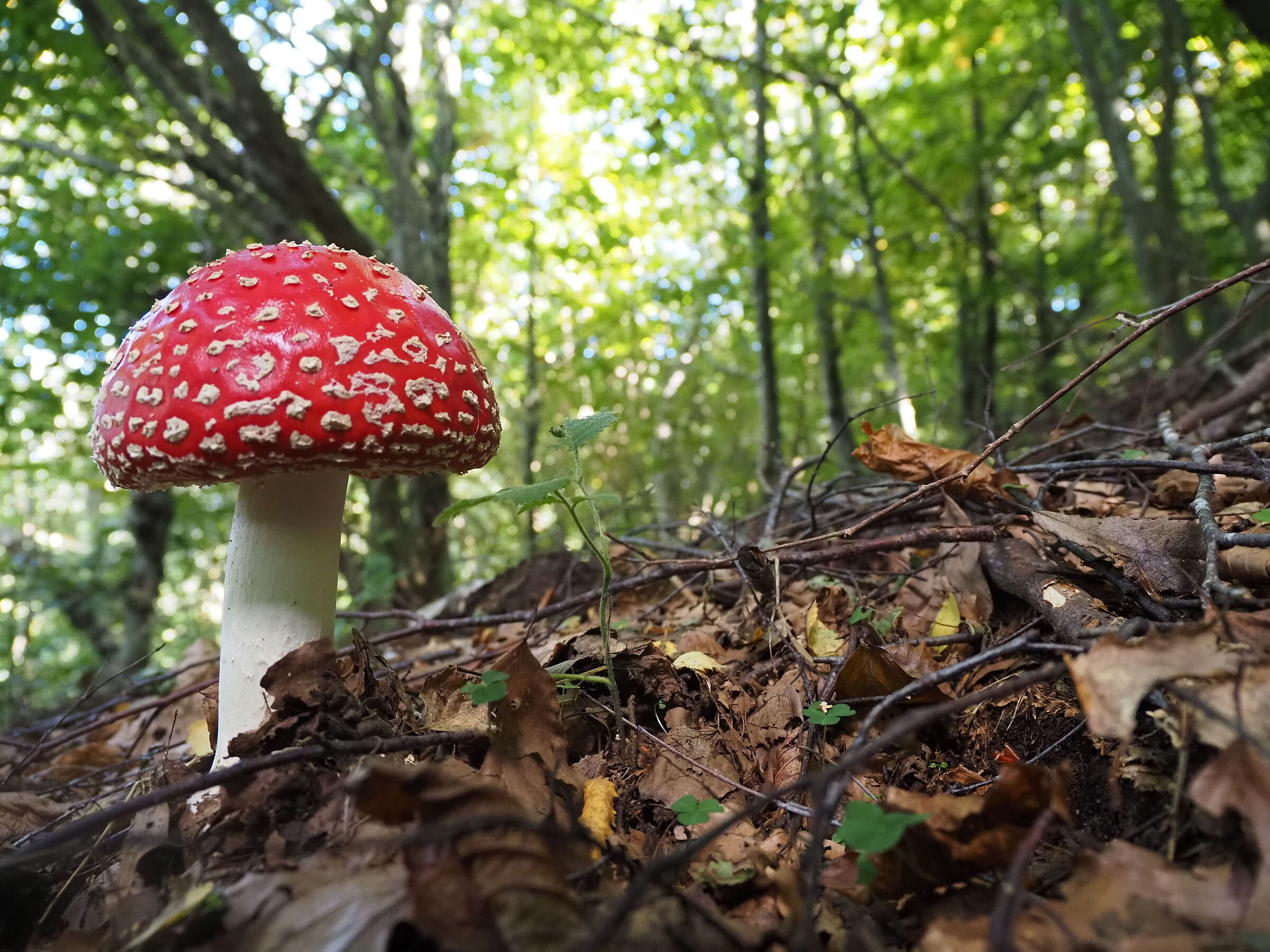 Amanita2