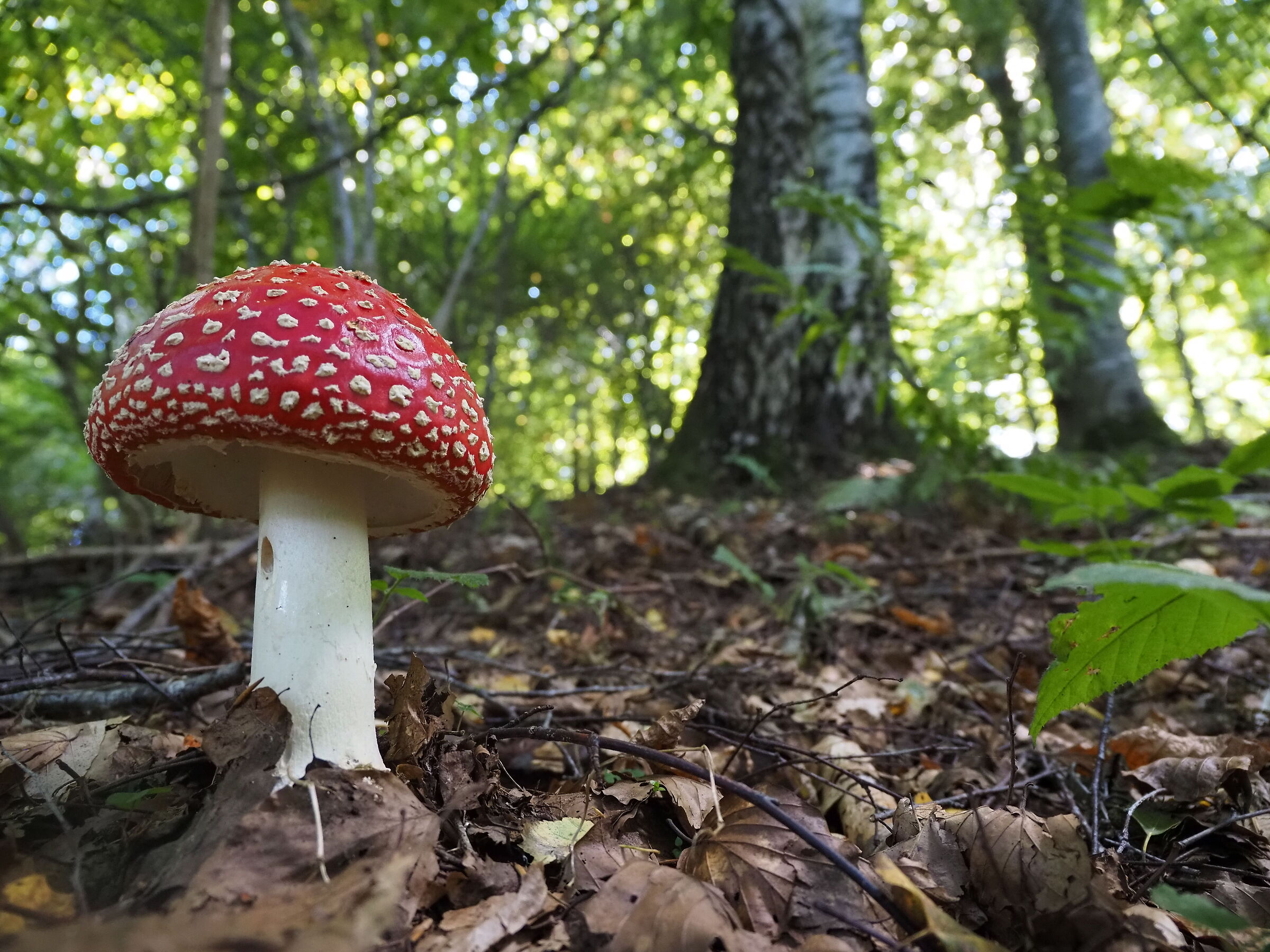 Amanita3