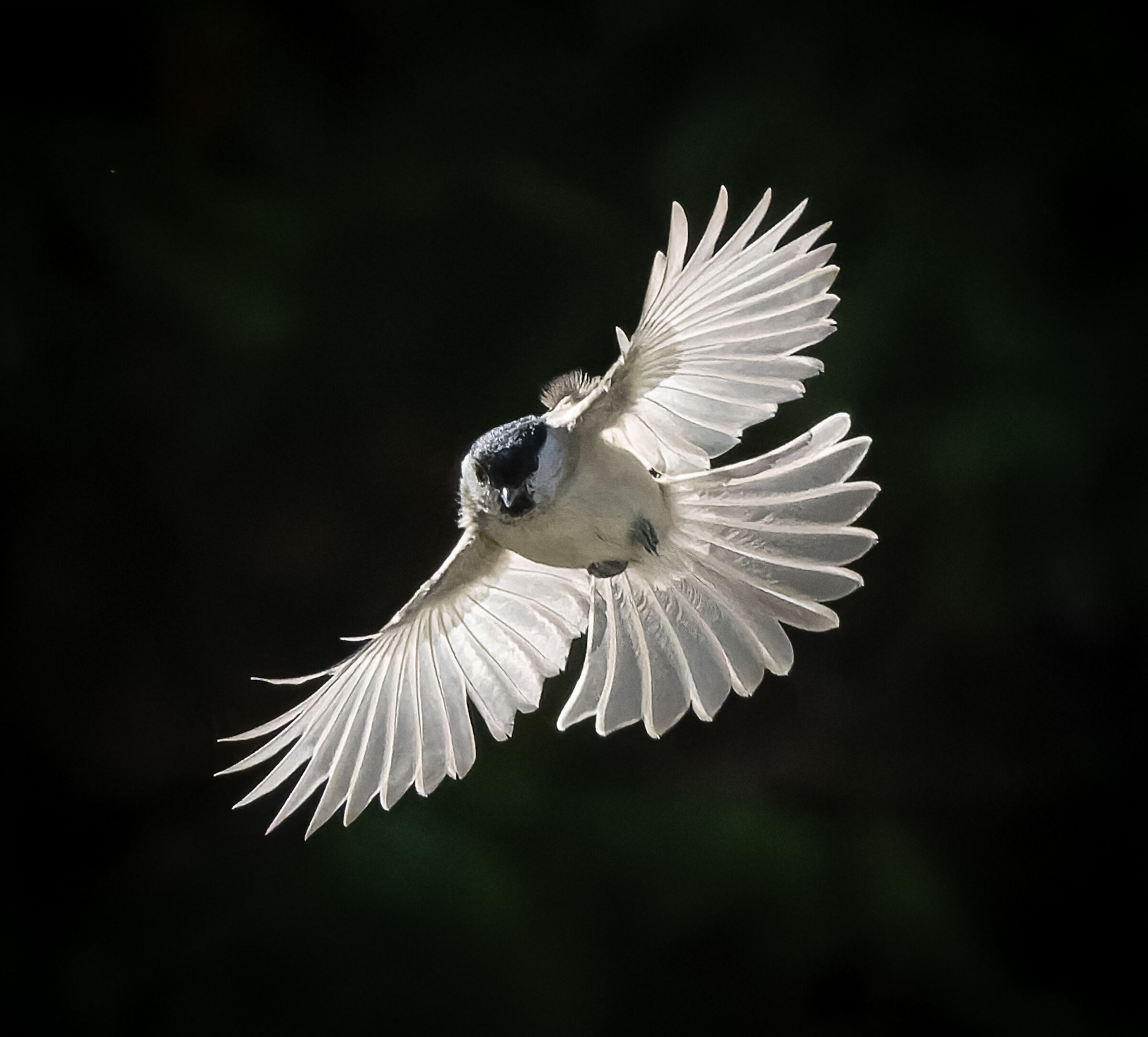 Cincia bigia in volo