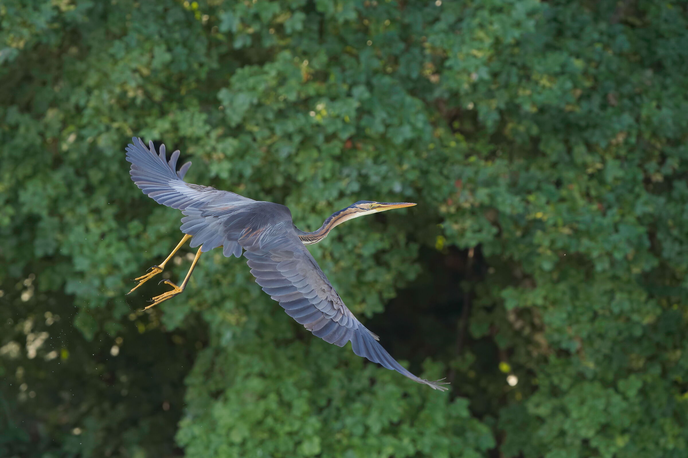 Purple heron