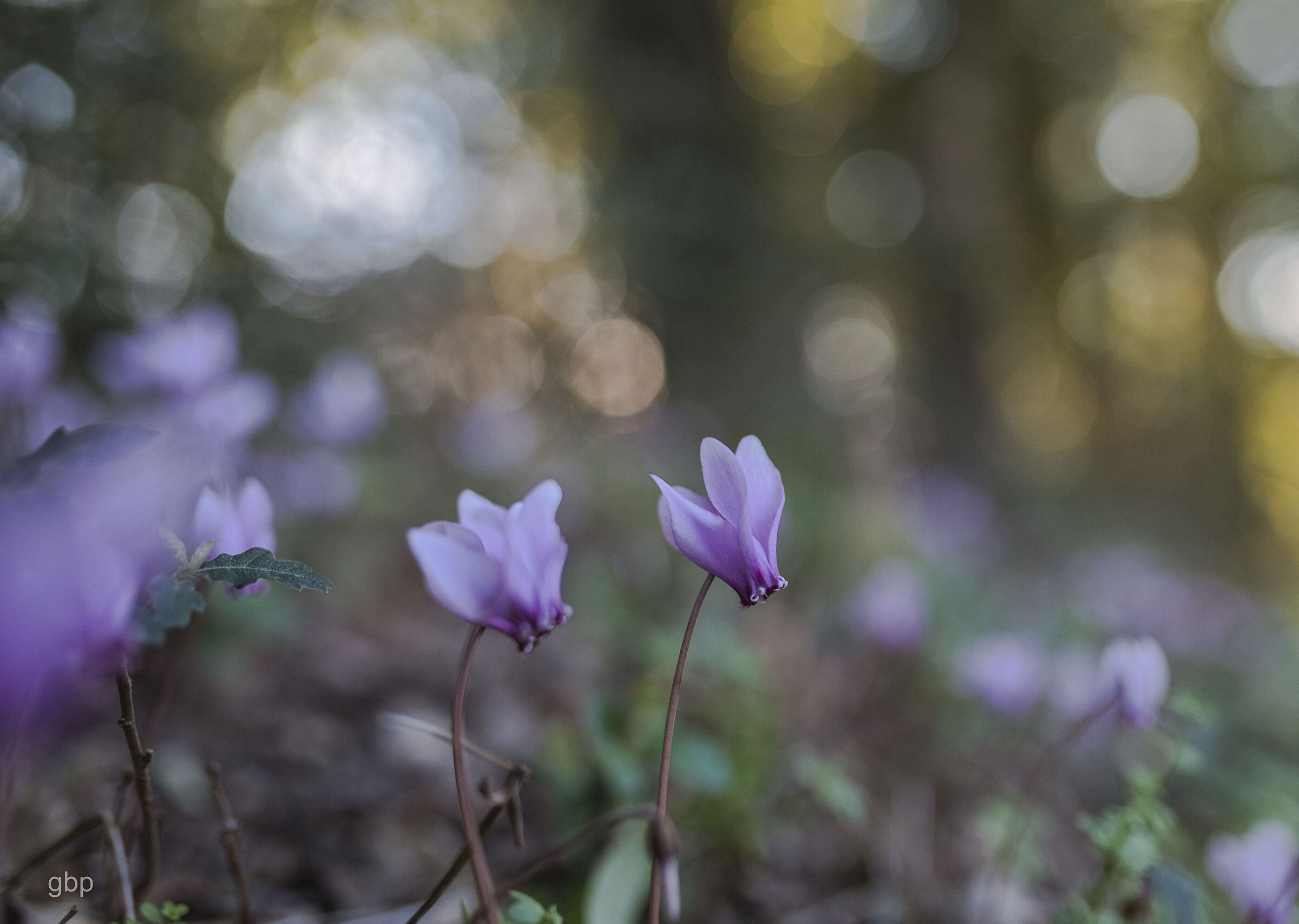 the flower and the fairies