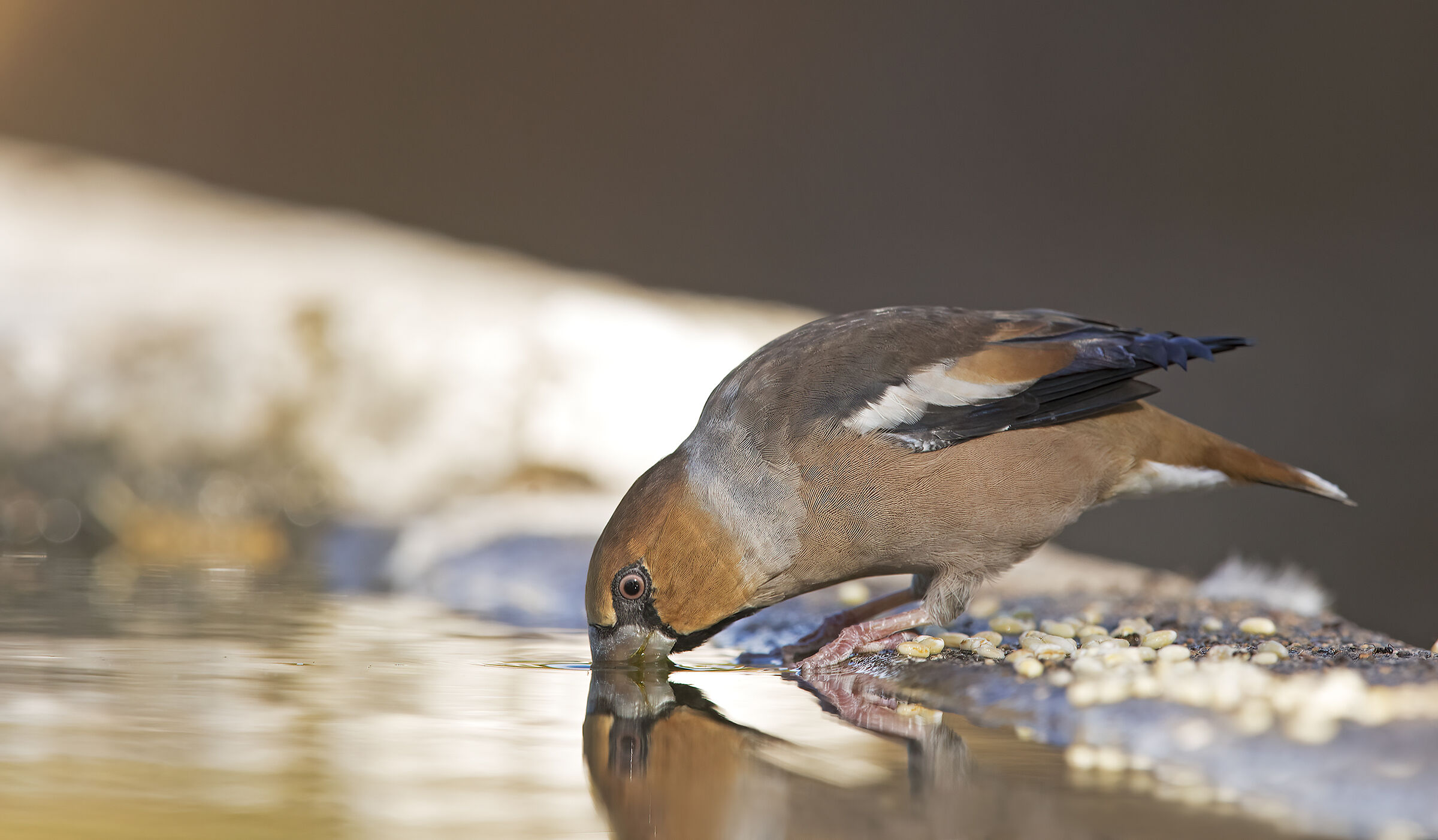 frosone all'abbeverata.......