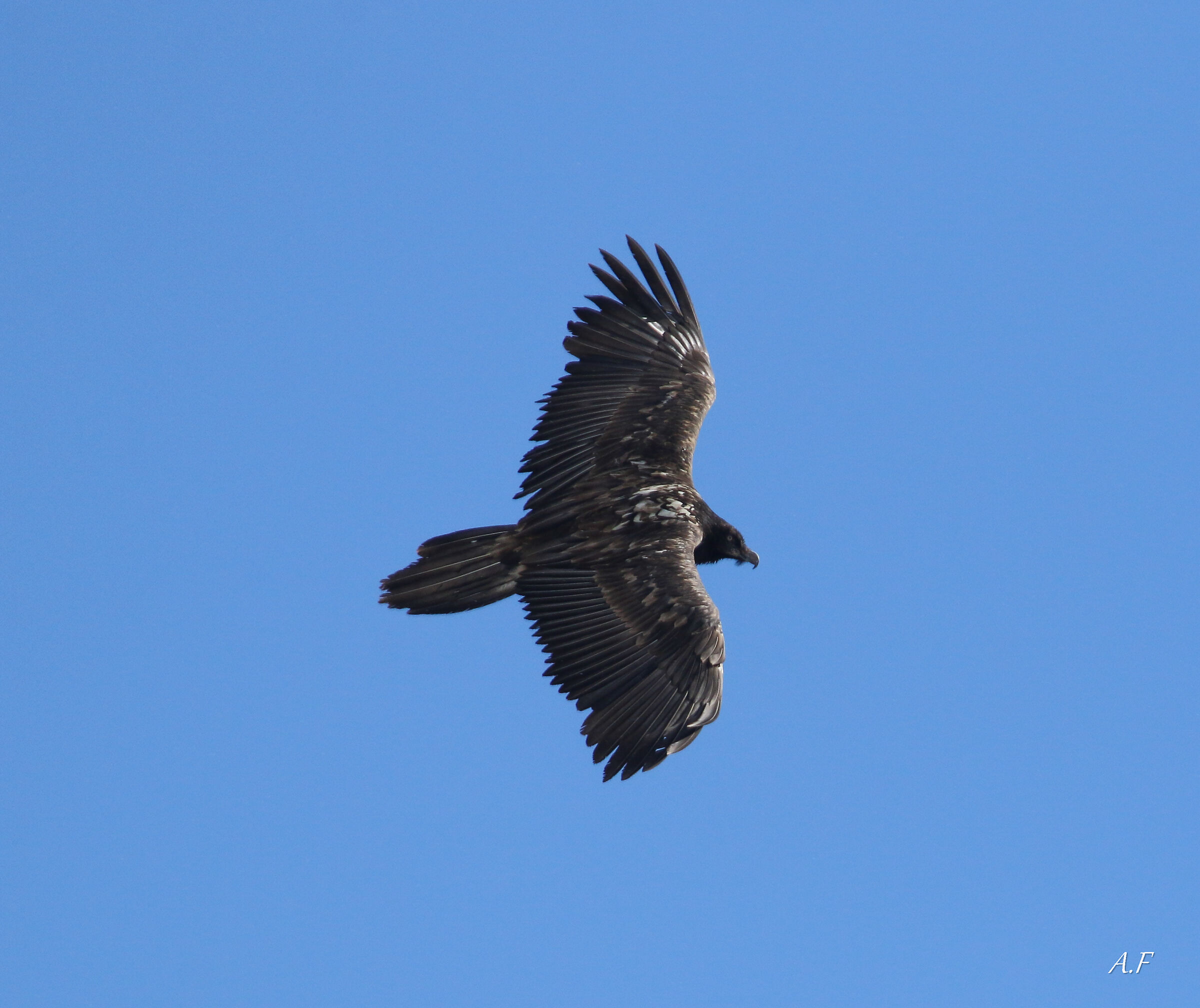 Young bearded vulture