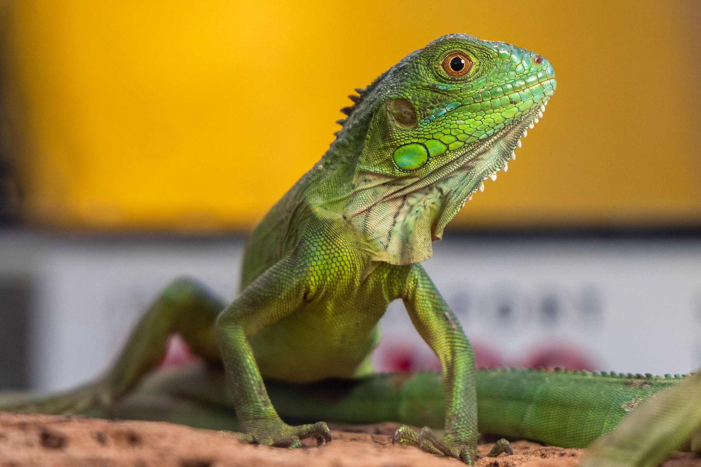 Iguana