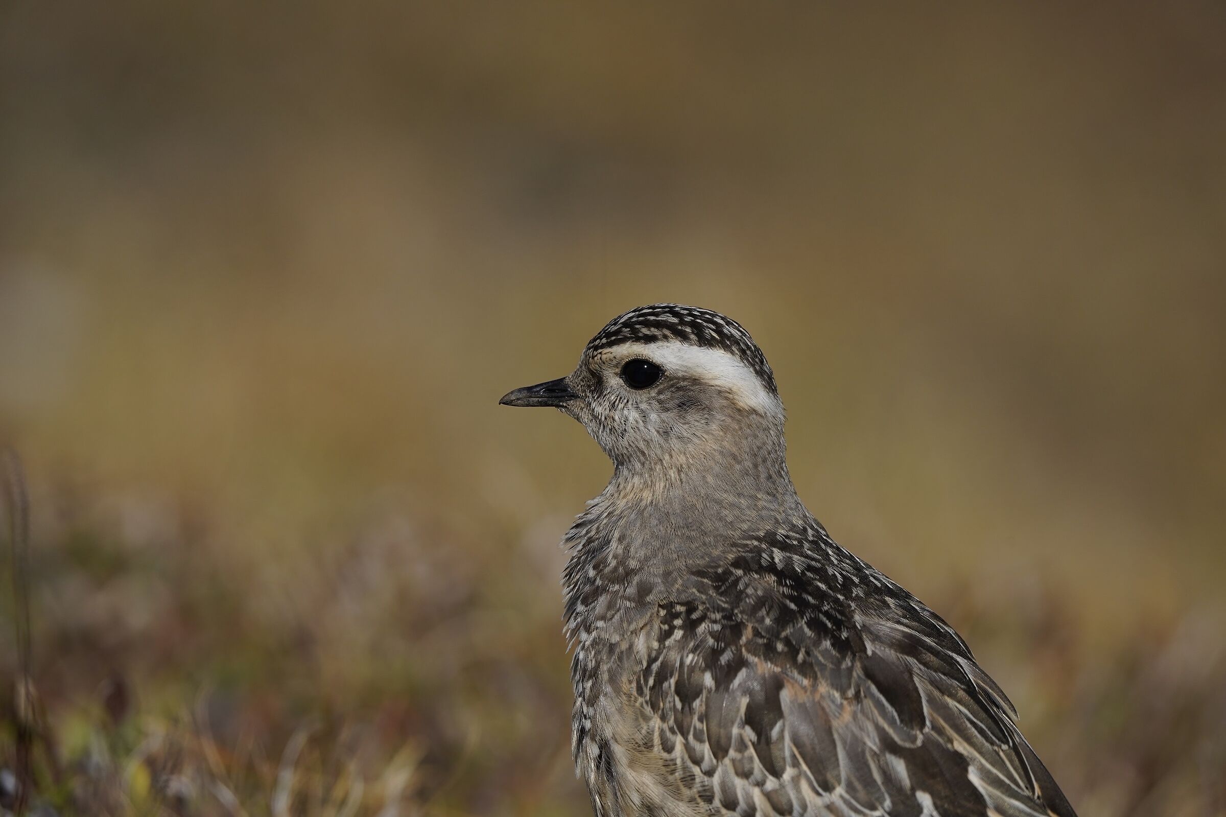 foreground... tortolino plover