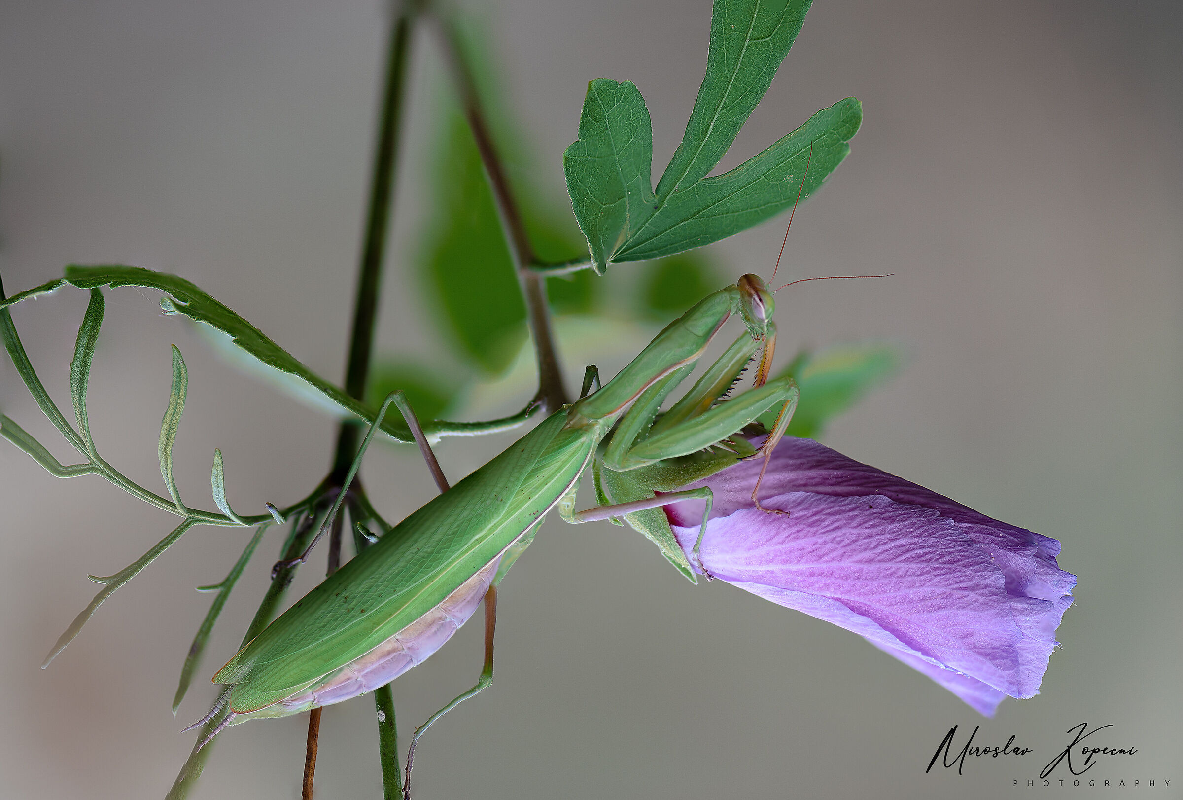 Mantis religiosa