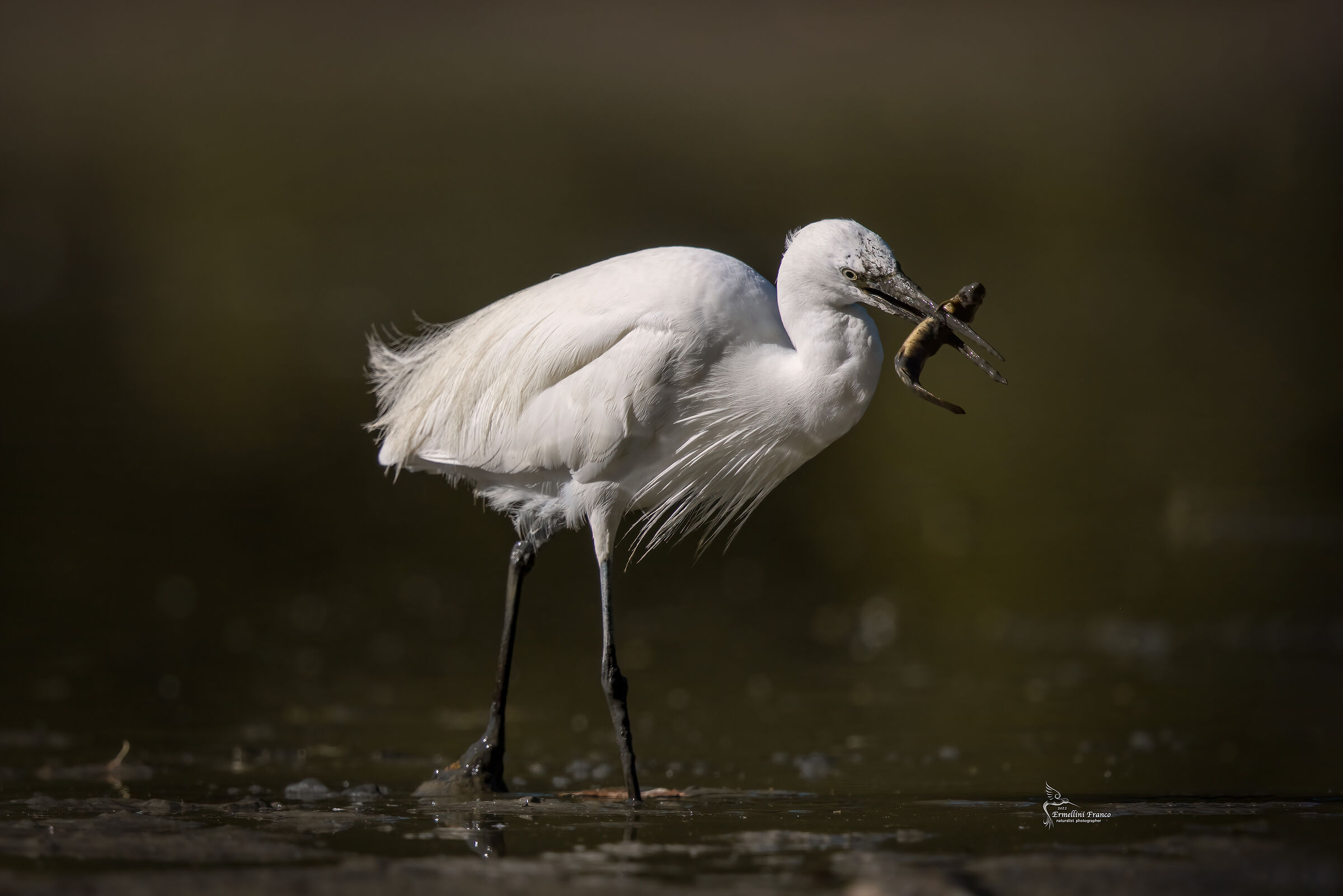 Egret